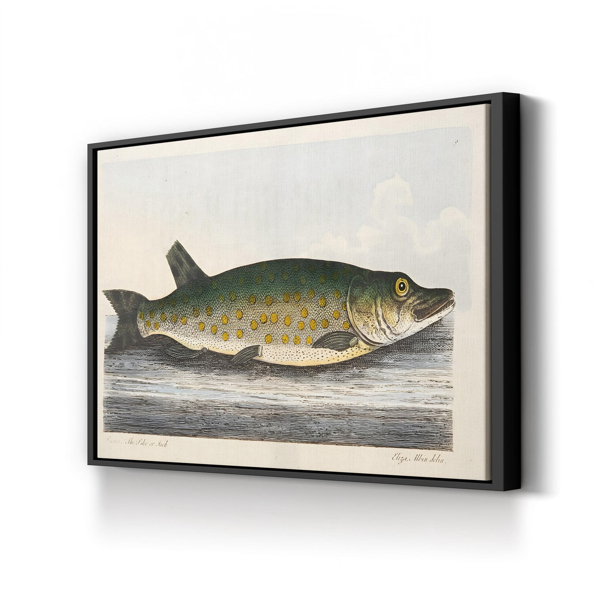 The Pike engraved by Eleazar Albin canvas print in black frame