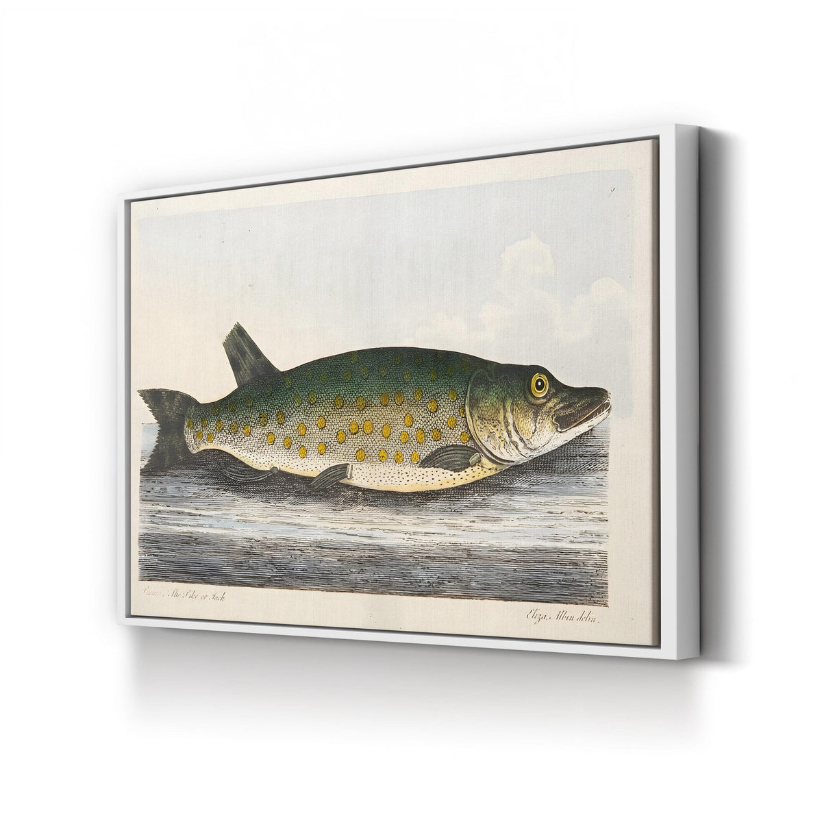 The Pike engraved by Eleazar Albin canvas print in white frame