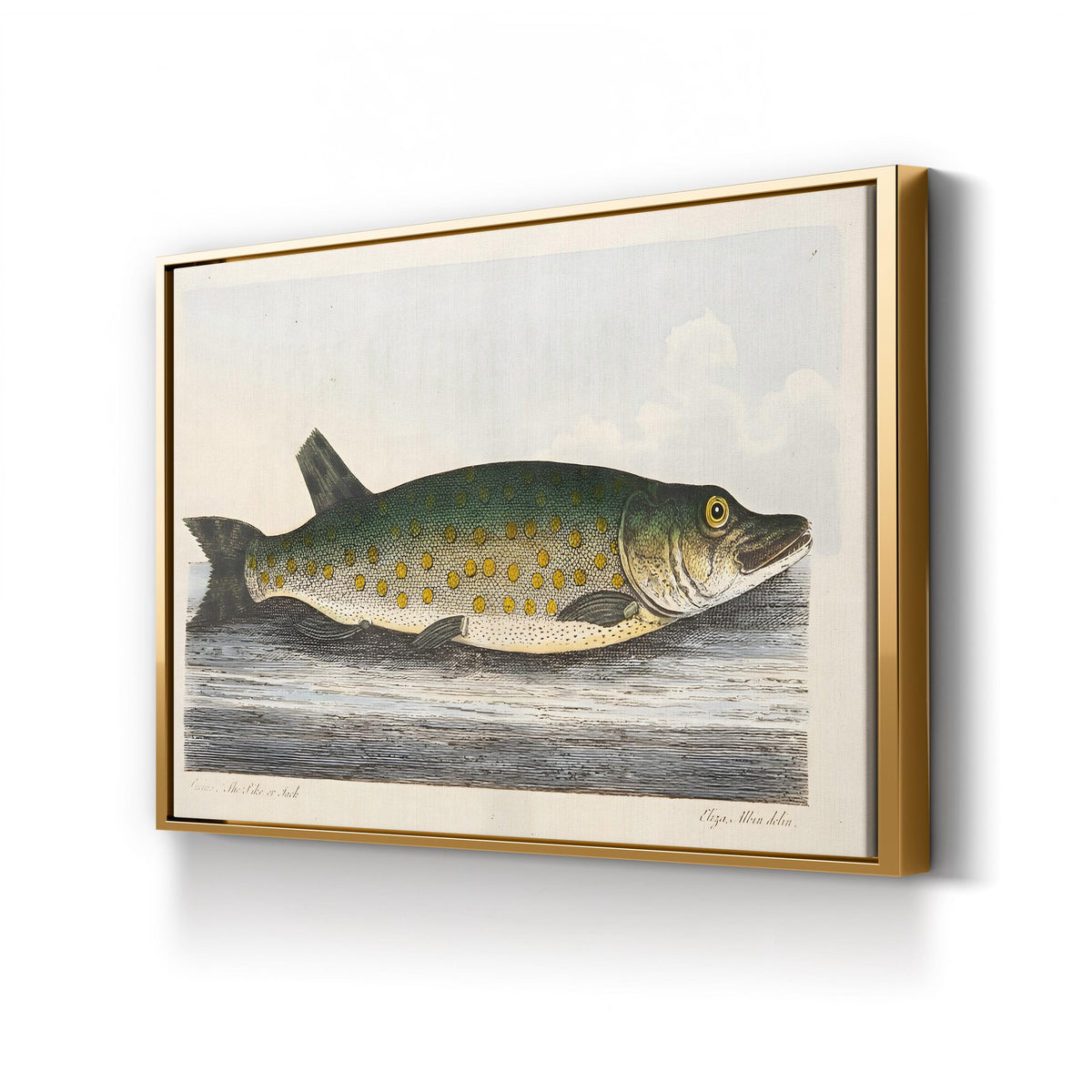 The Pike engraved by Eleazar Albin canvas print in gold frame
