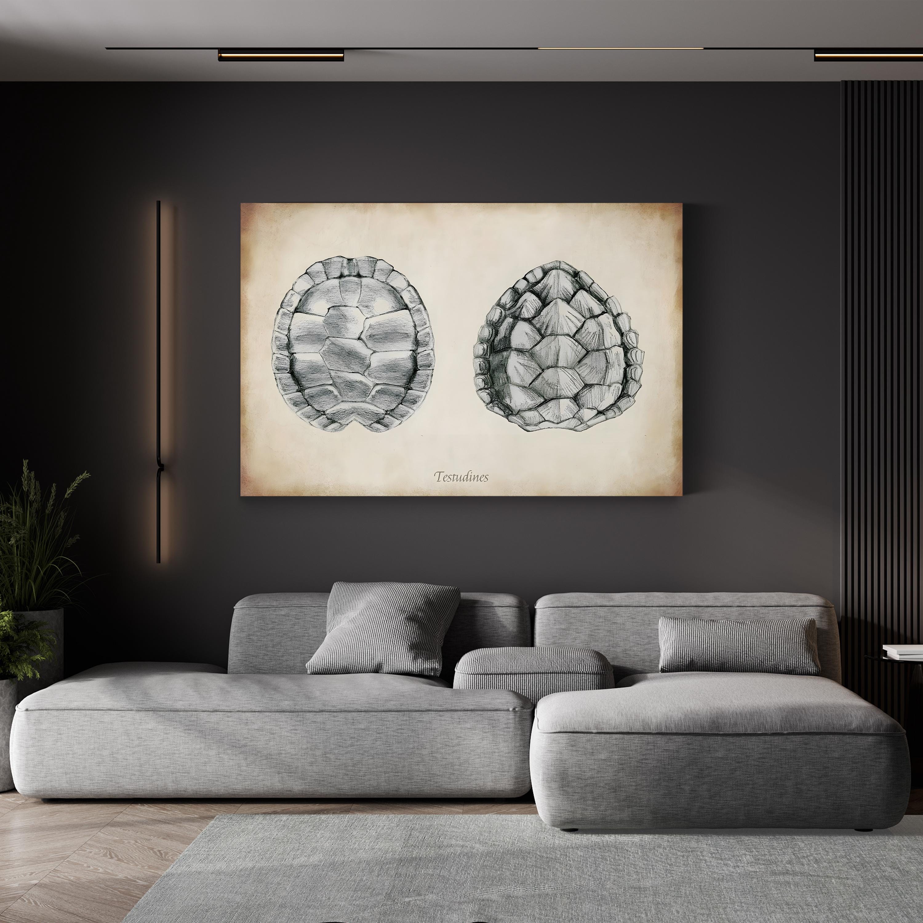 Testudines Turtle Shells canvas print in Gallery Canvas frame