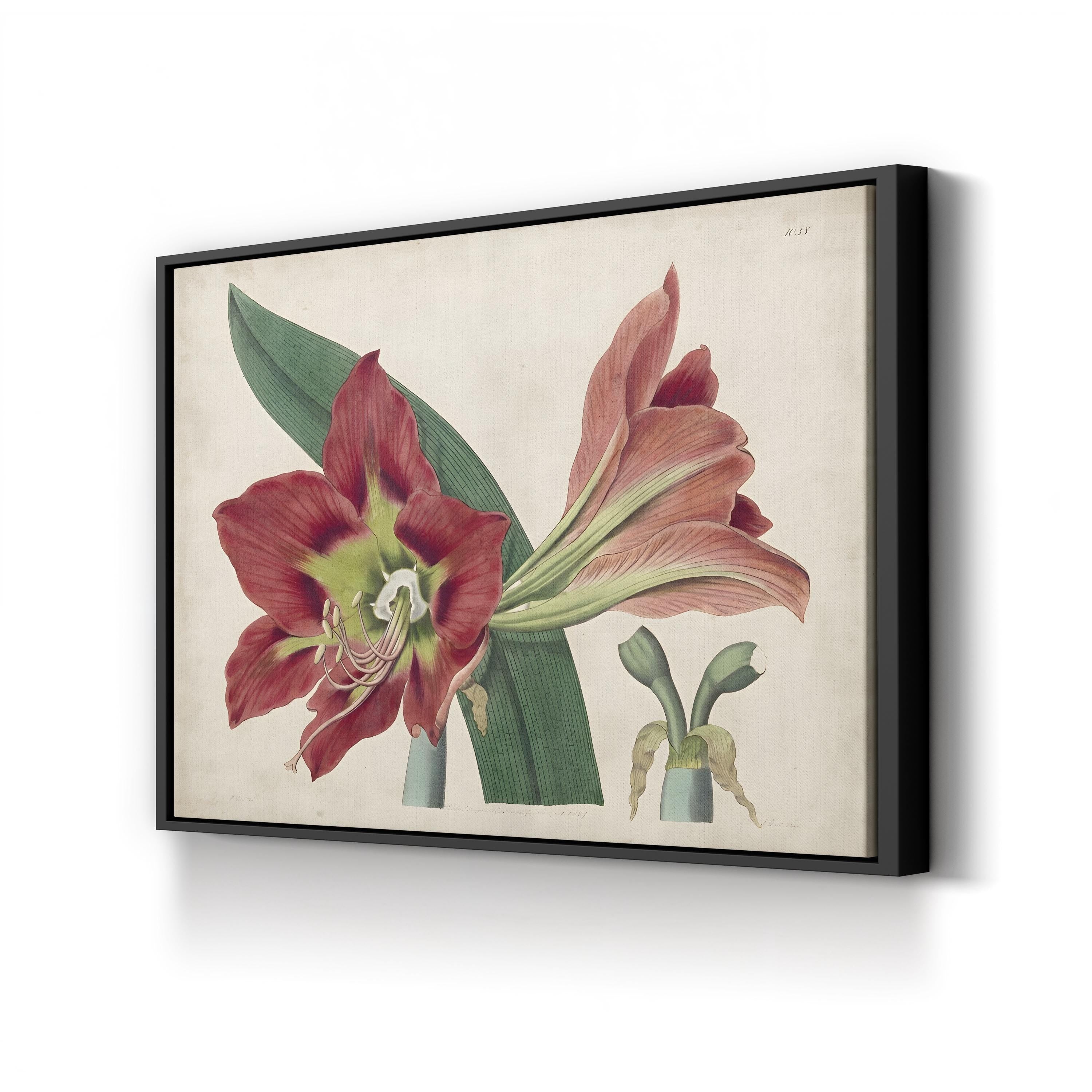 Vintage Amaryllis Botanical Canvas Print: 19th Century Floral Illustration