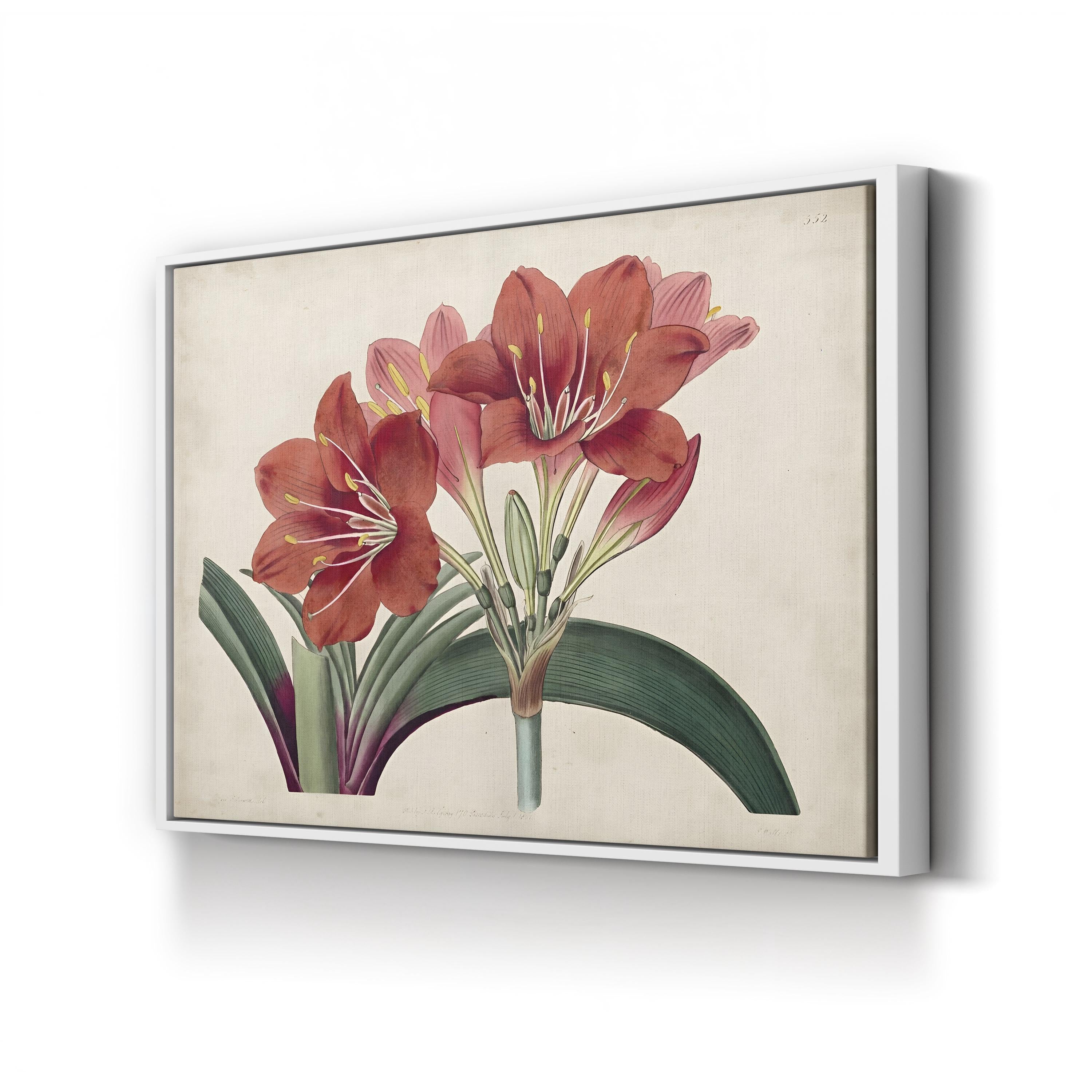 Vintage Red Amaryllis canvas print in white frame