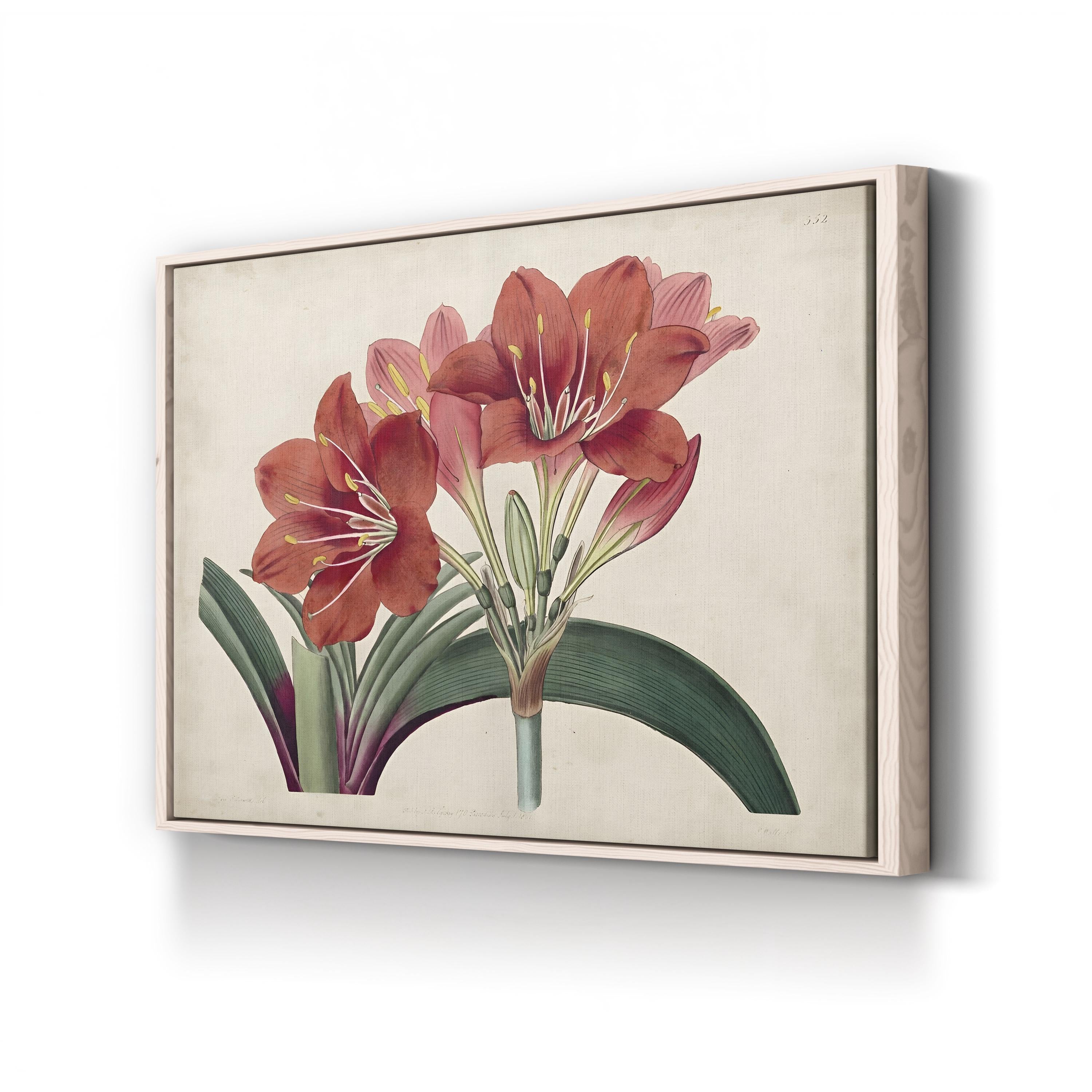 Vintage Red Amaryllis canvas print in natural frame