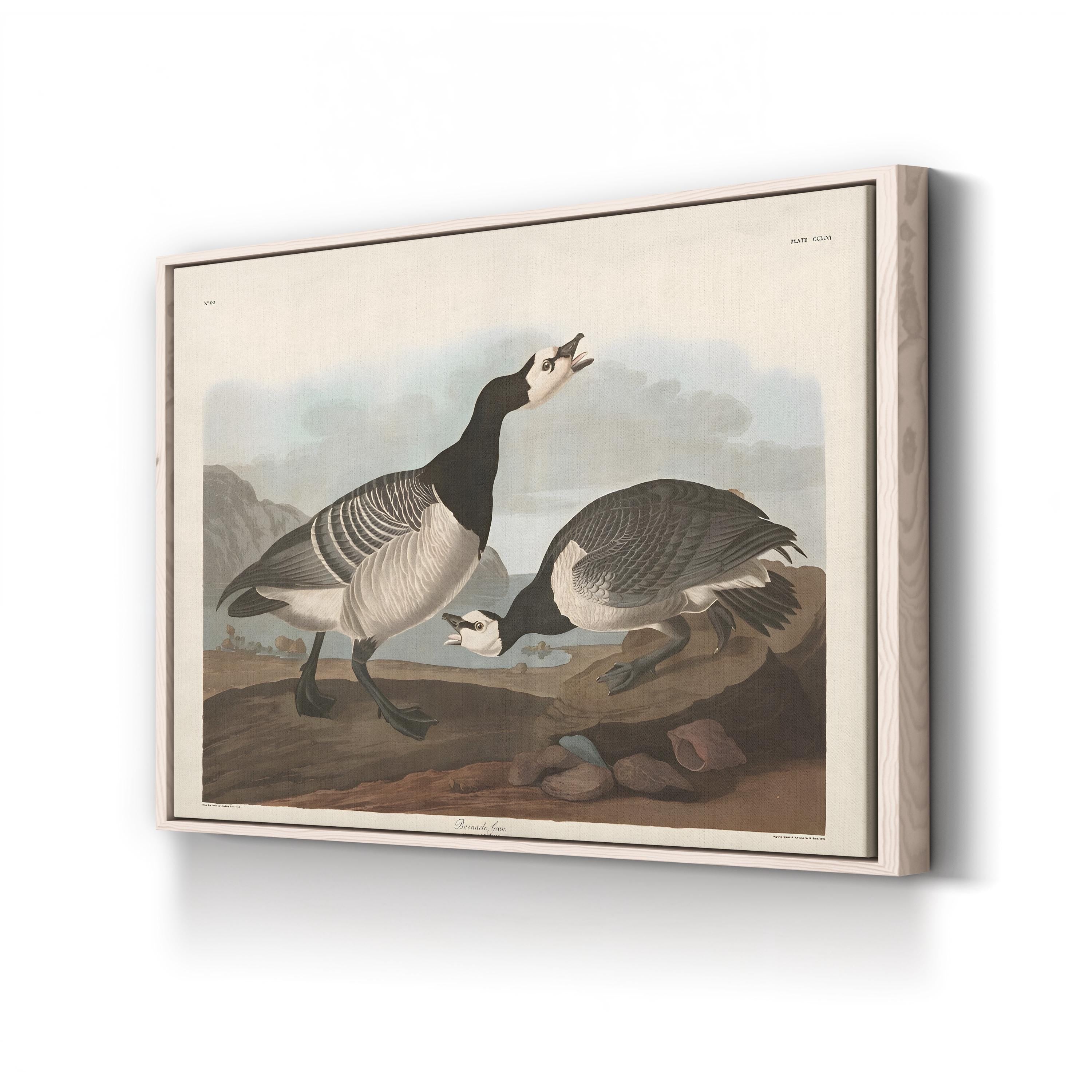 Barnacle Goose Bird Illustration Wall Art by John James Audubon