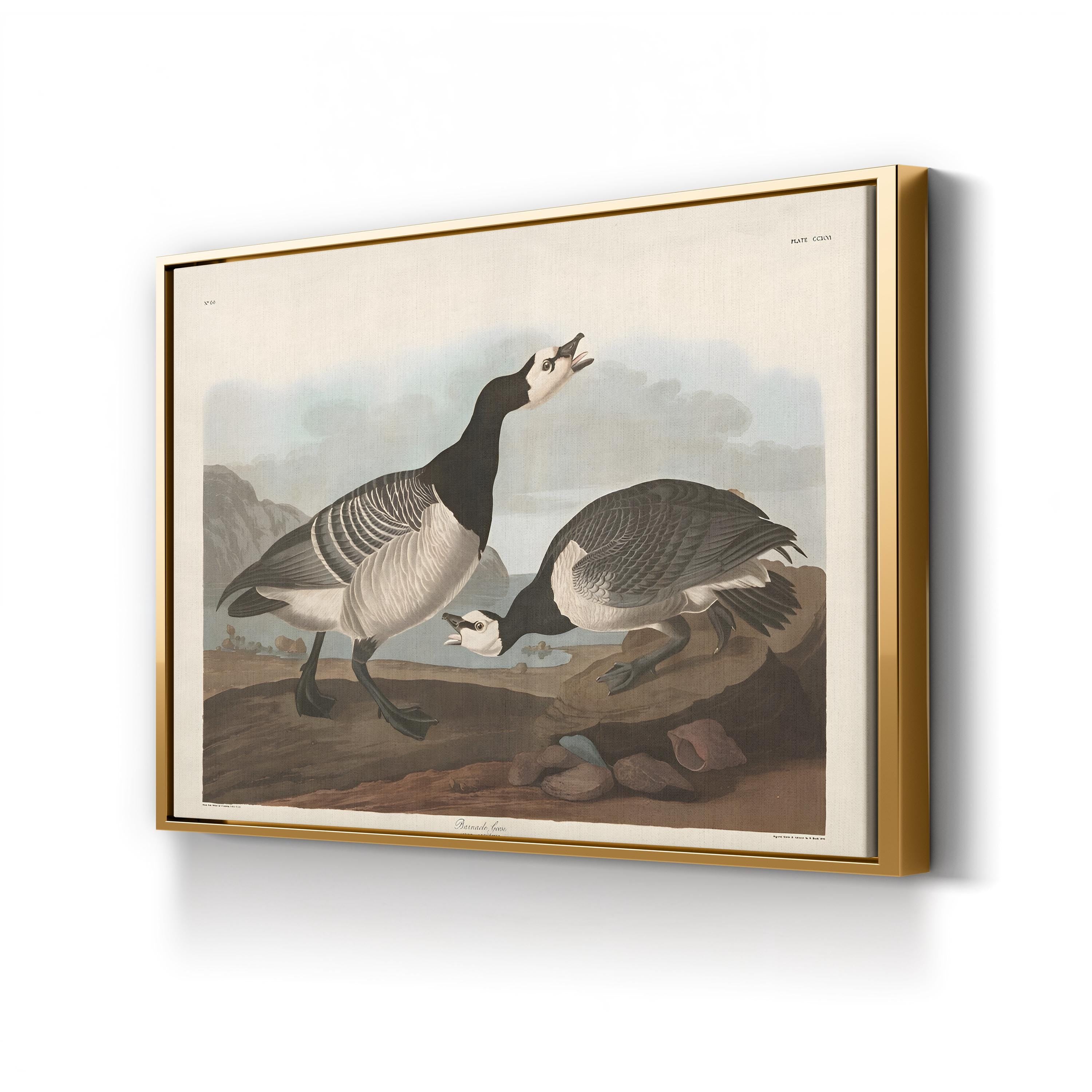 Barnacle Goose Bird Illustration Wall Art by John James Audubon