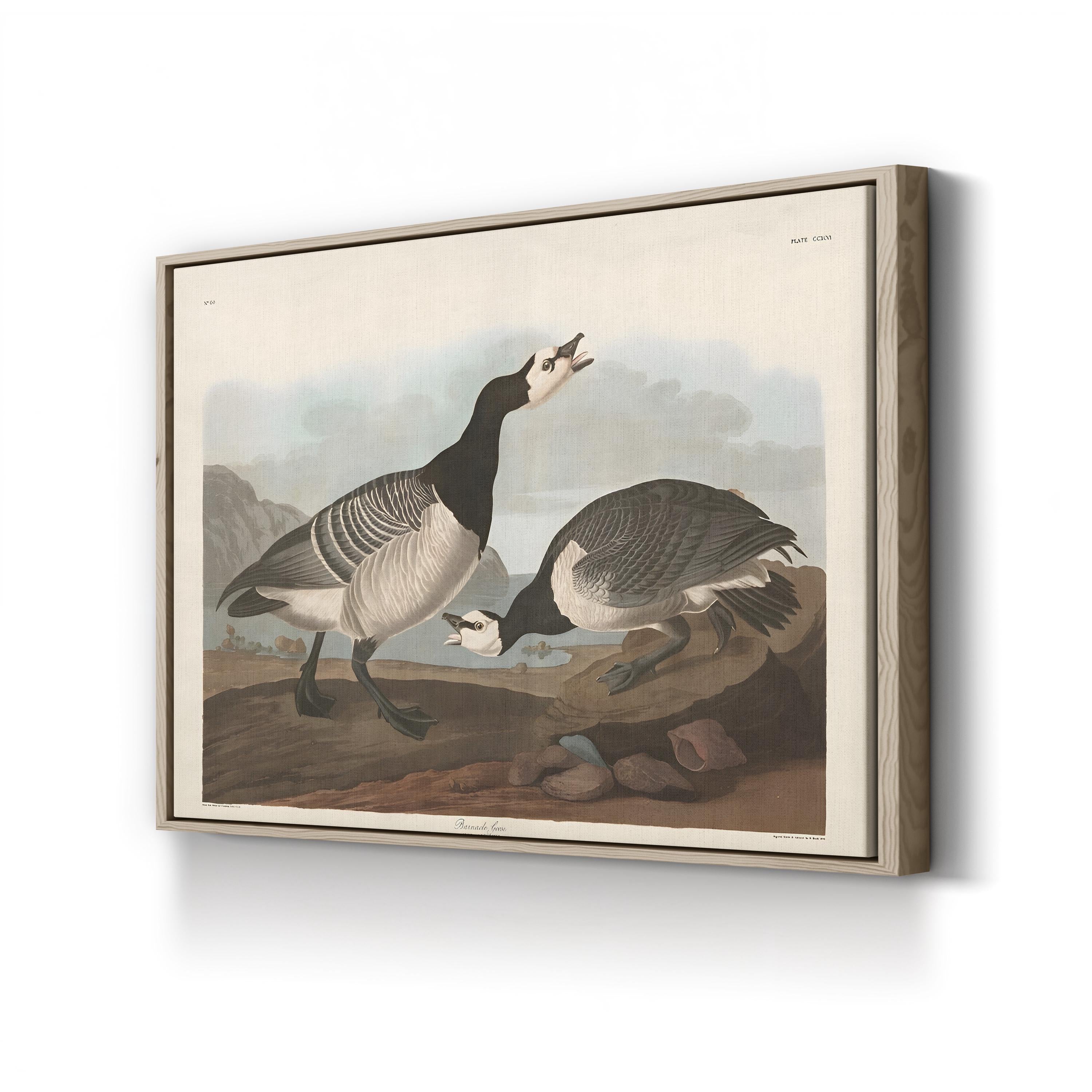 Barnacle Goose Bird Illustration Wall Art by John James Audubon