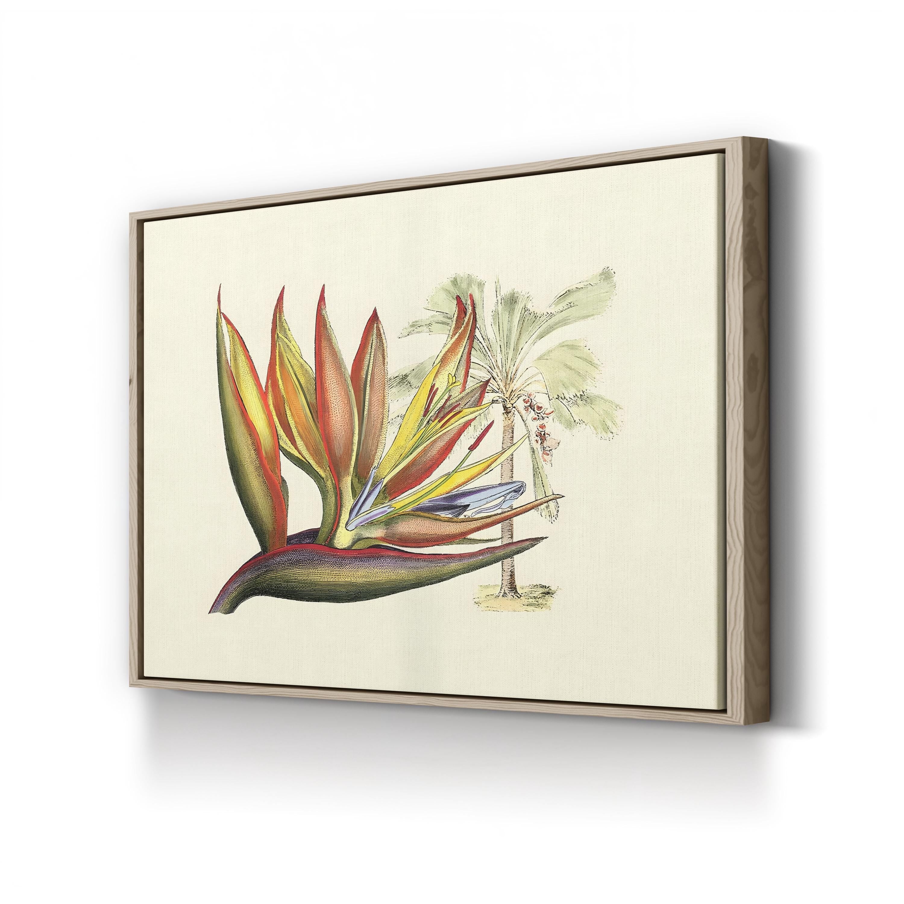 Vintage Bird of Paradise Print: Tropical Botanical Illustration