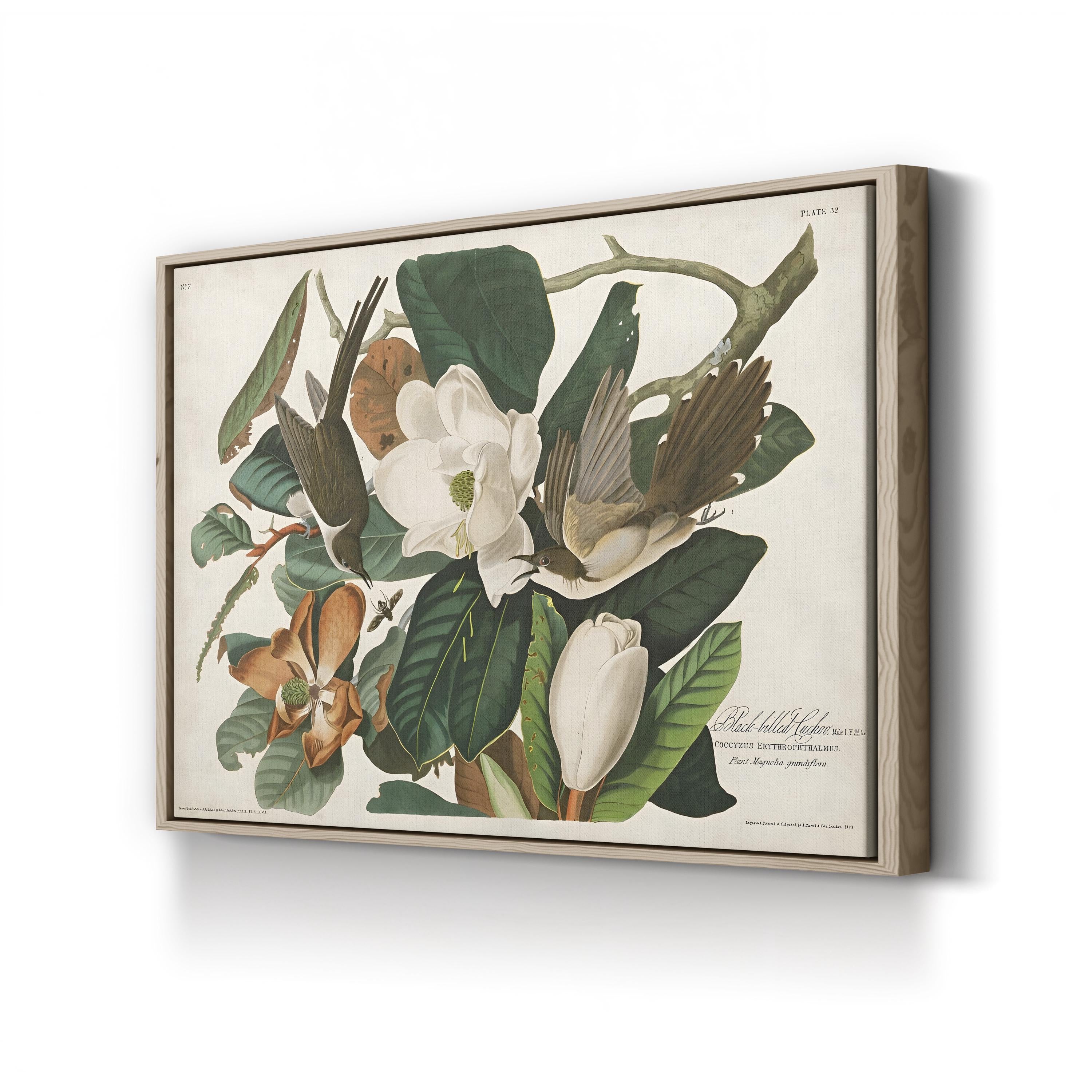 Magnolia & Cuckoo – John James Audubon Wall Art | Botanical Canvas Print