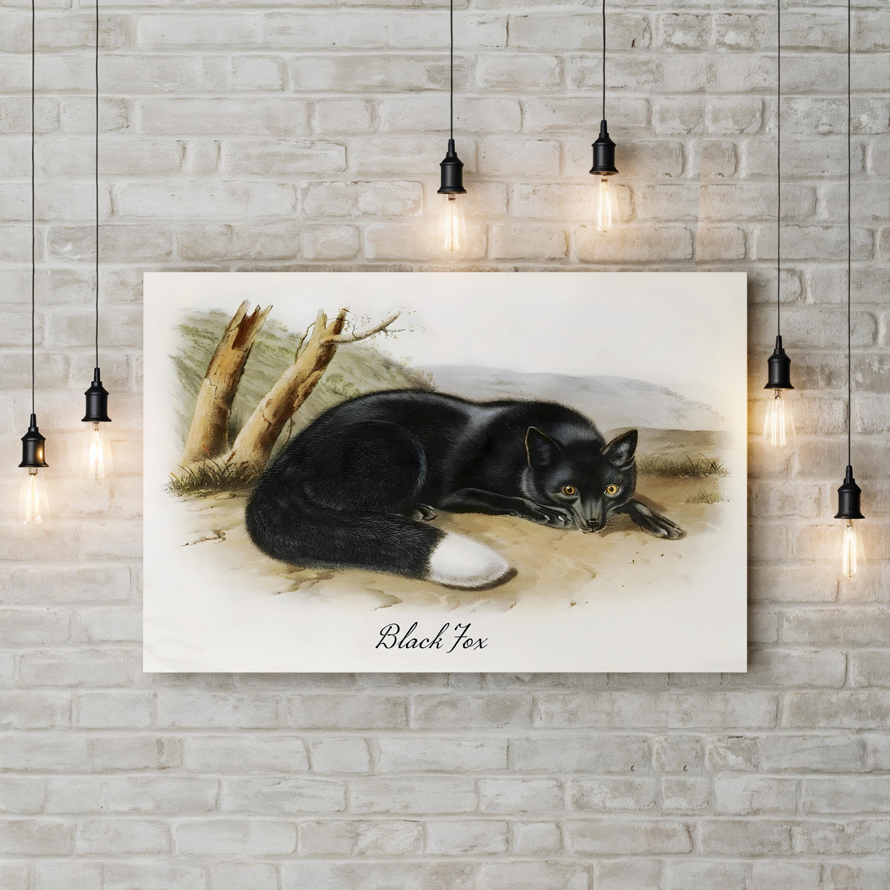 Vintage Wildlife Study Black Fox Illustration by Vintage Apple Collection