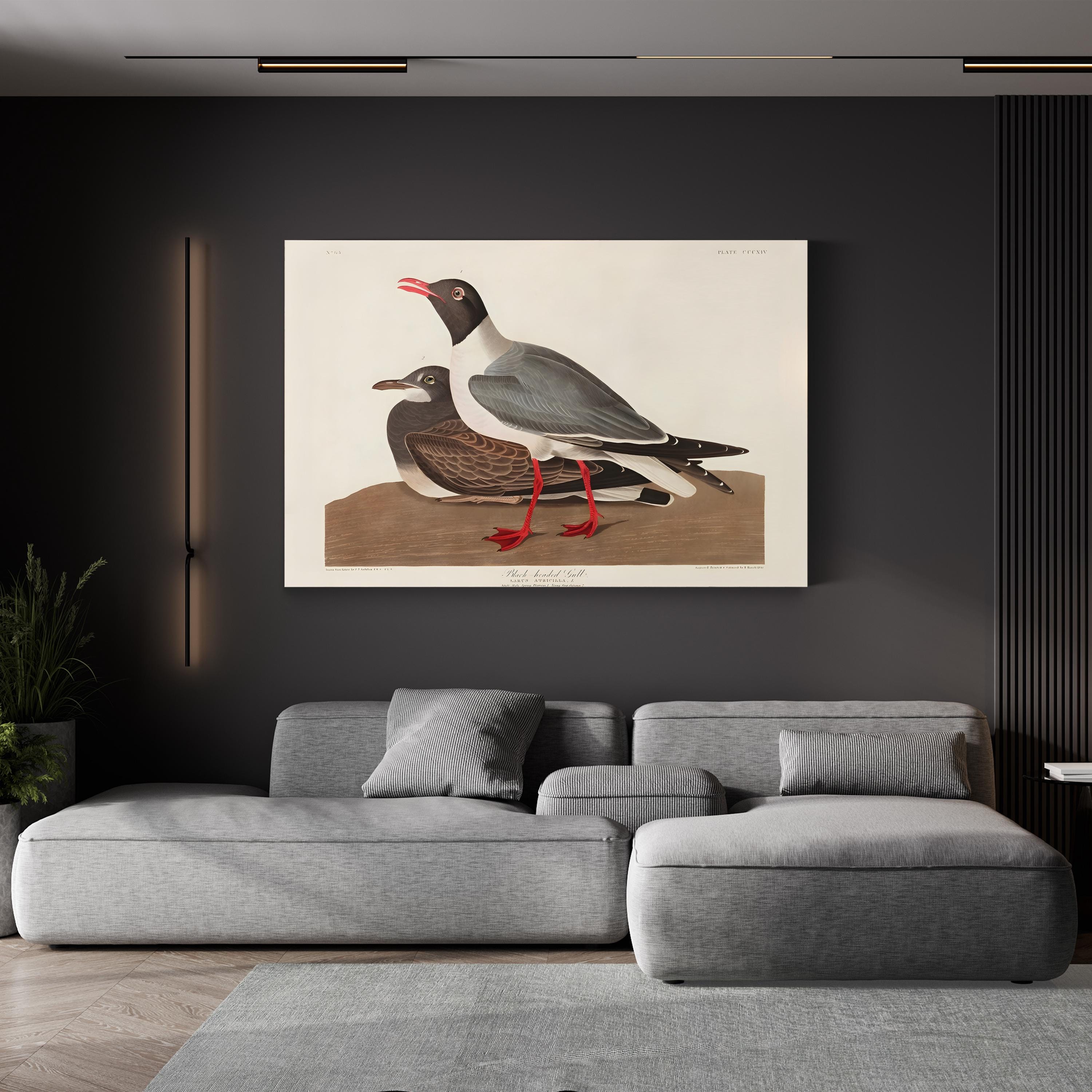 Black-Headed Gull Wall Art by John James Audubon