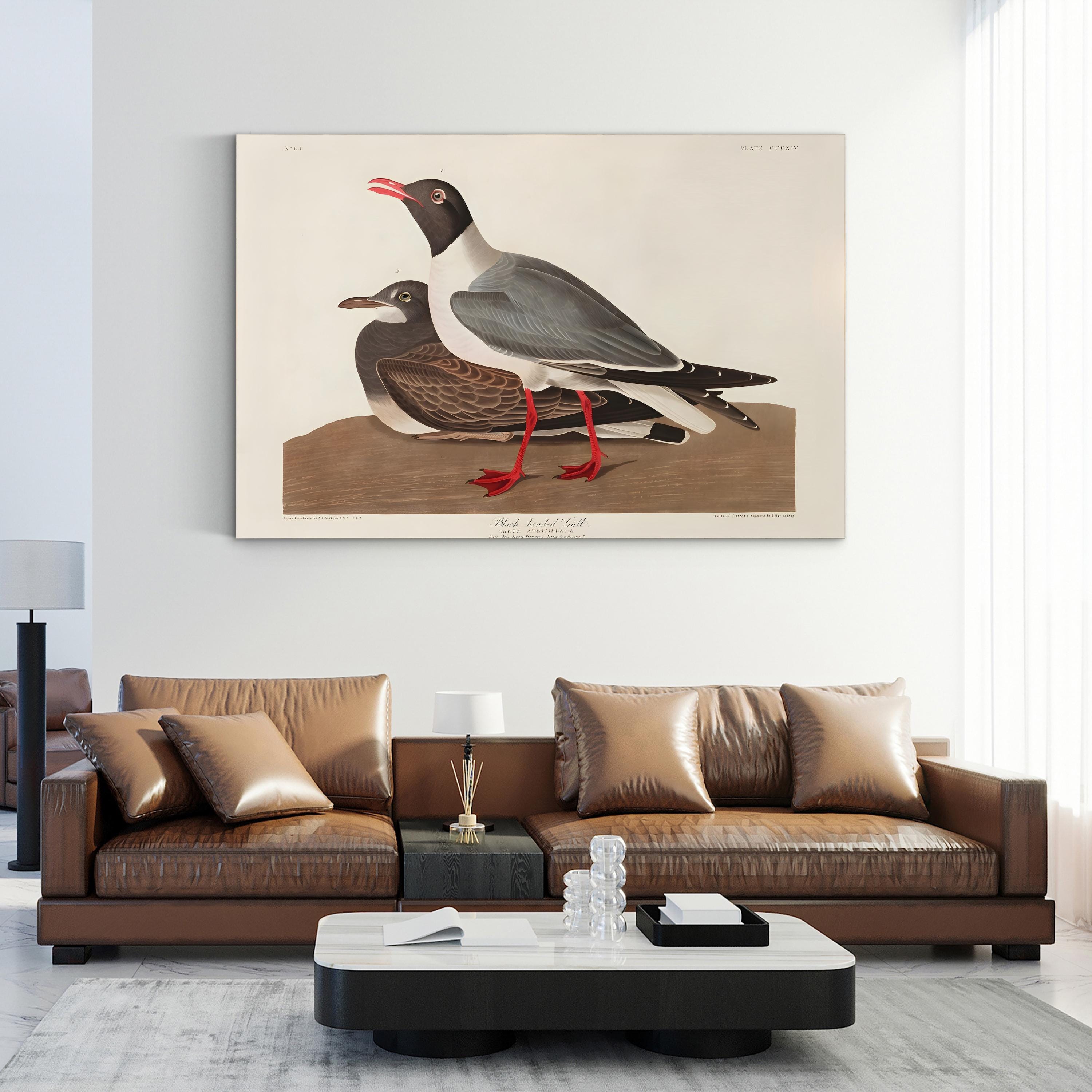 Black-Headed Gull Wall Art by John James Audubon