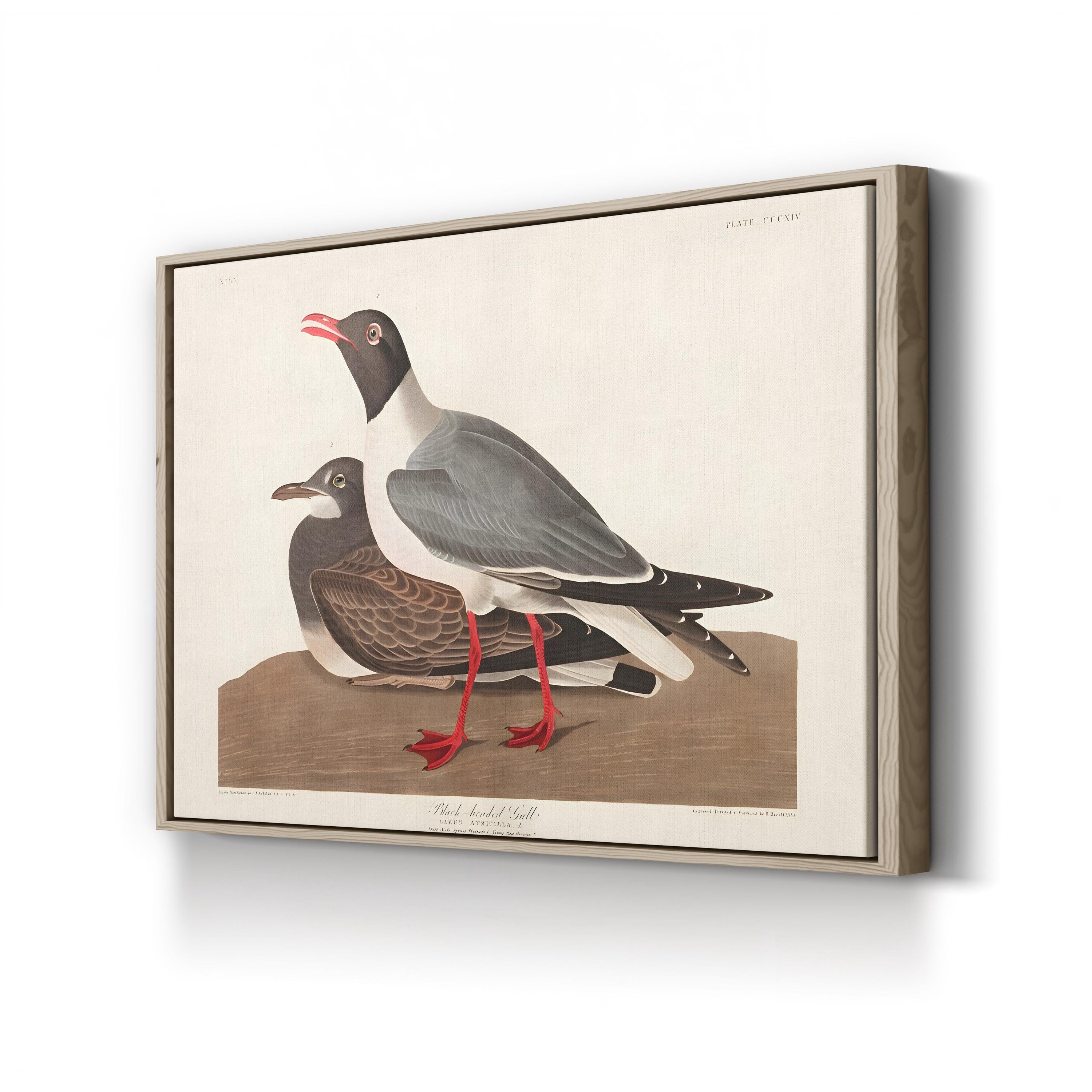 Black-Headed Gull Wall Art by John James Audubon