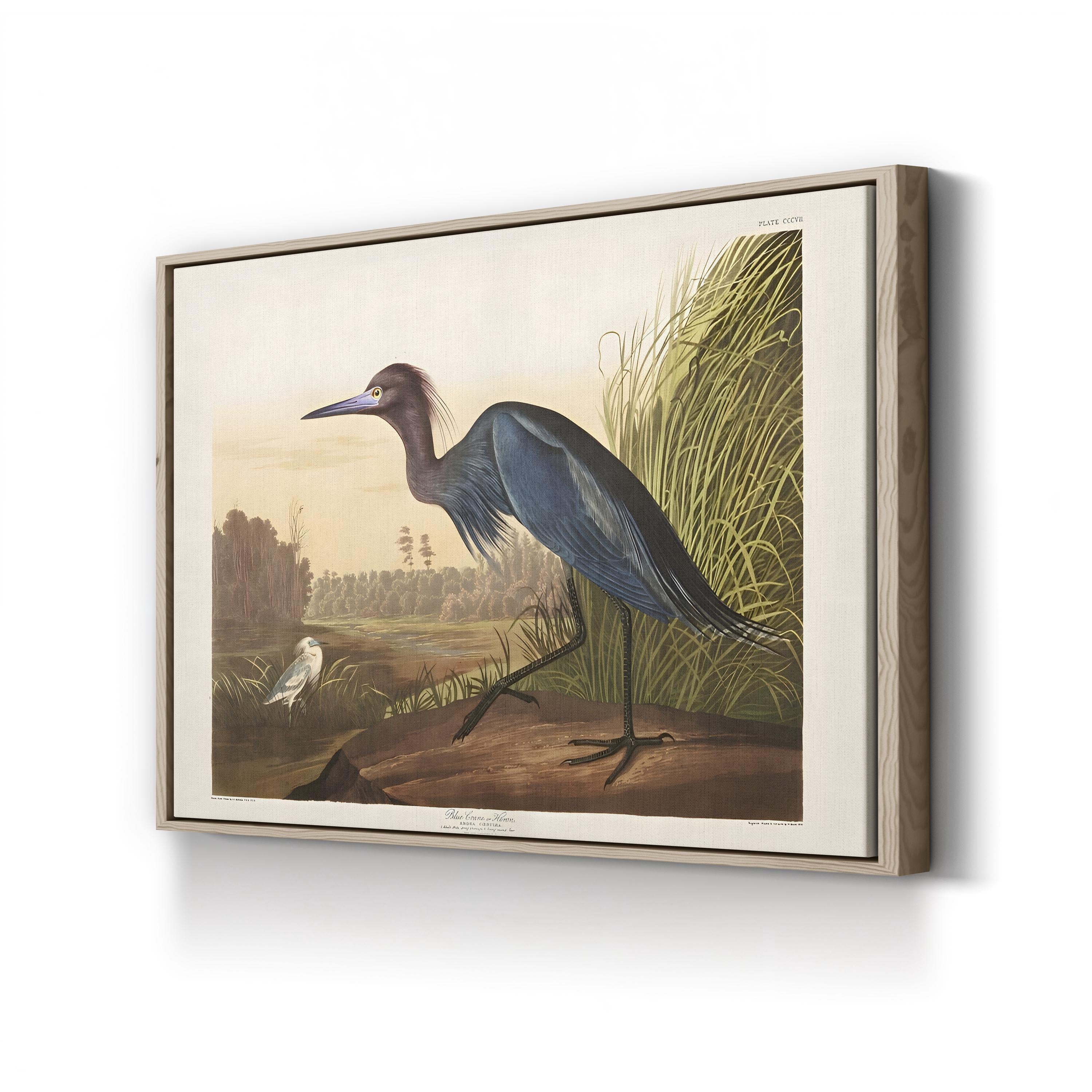 Blue Crane Heron – Period Illustration Wall Art | 19th-Century Bird Canvas Print