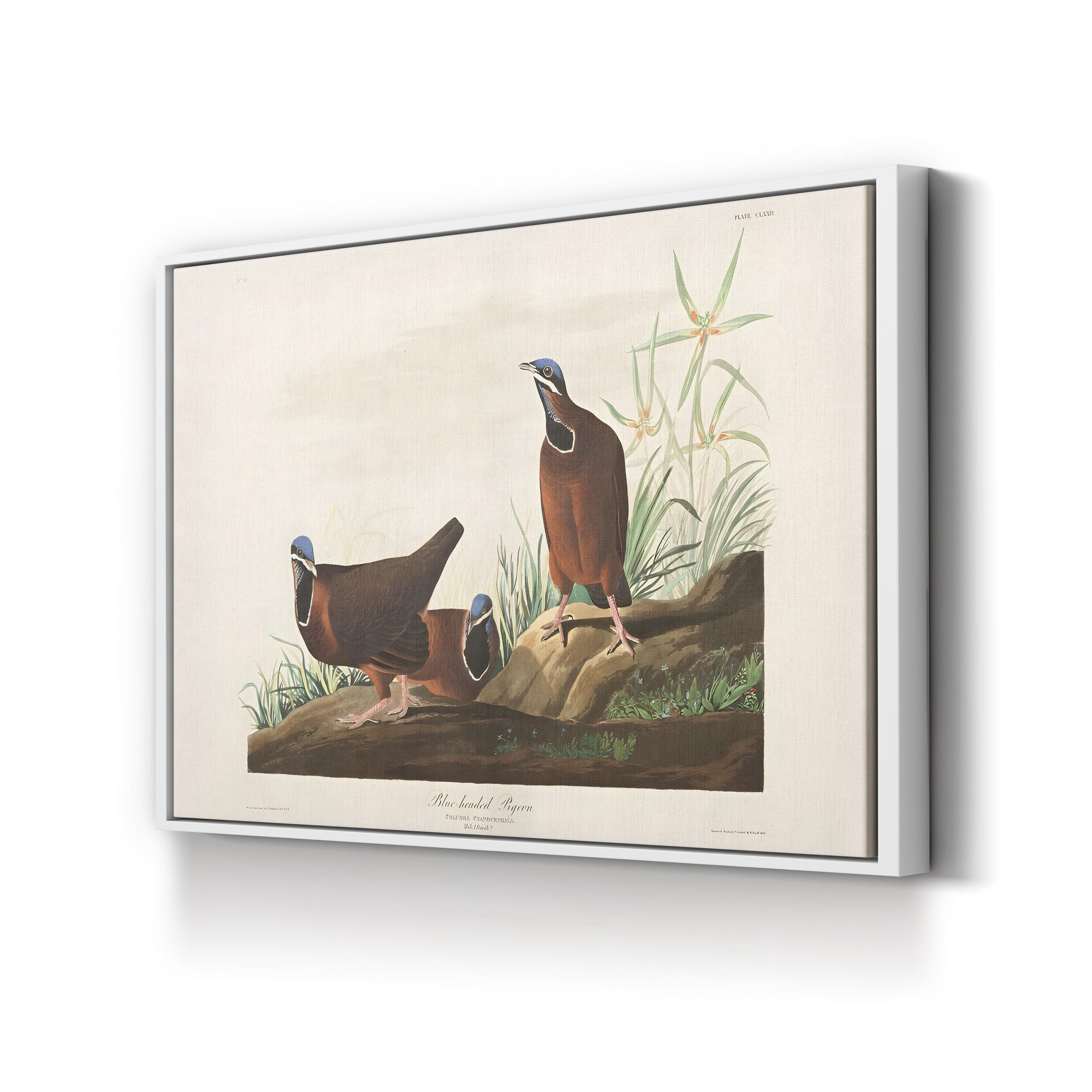 Blue-Headed Pigeon Wall Art by John James Audubon | 19th-Century Ornithological Illustration Canvas Print