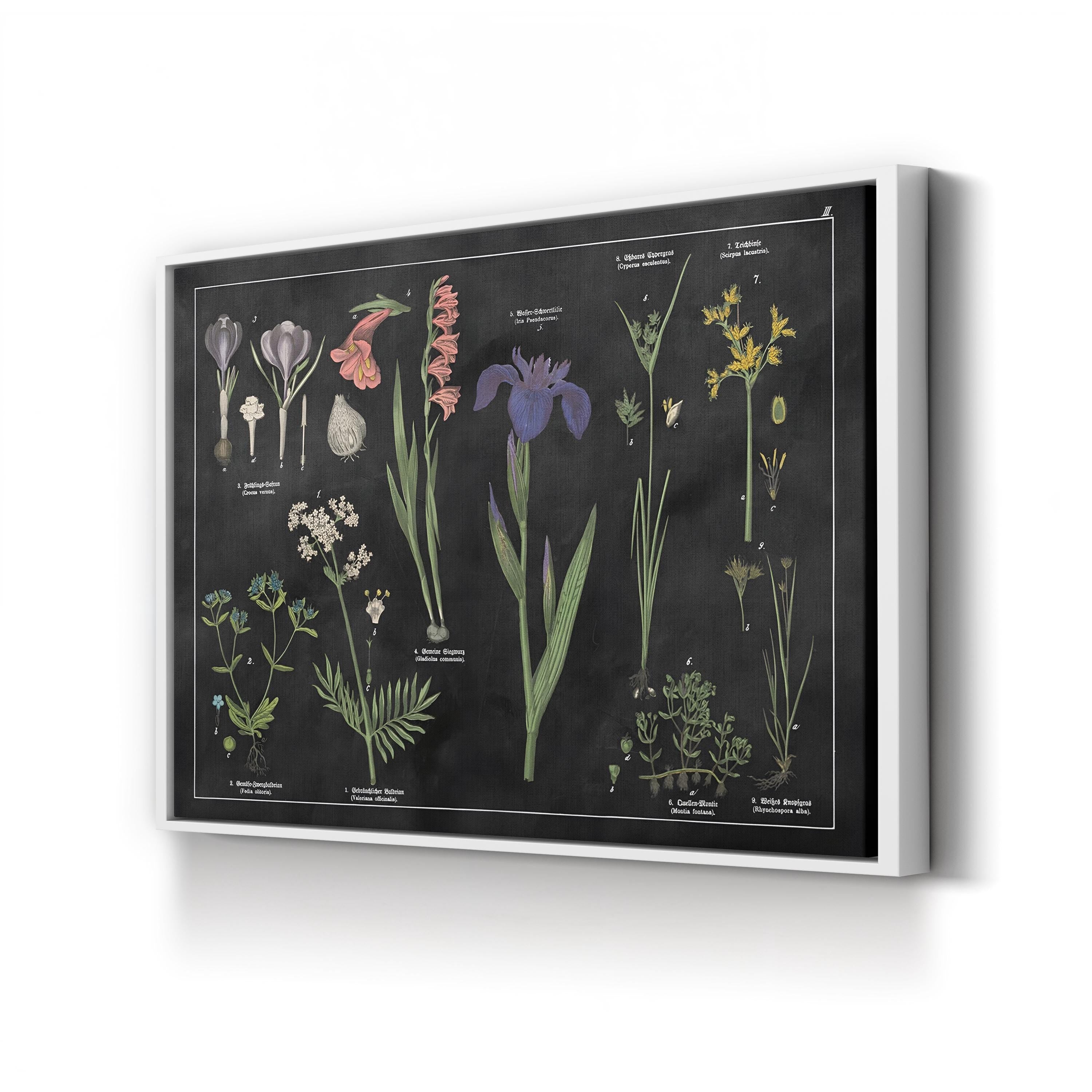 Vintage Botanical Print: Black & White Floral Chart, Natural History Canvas