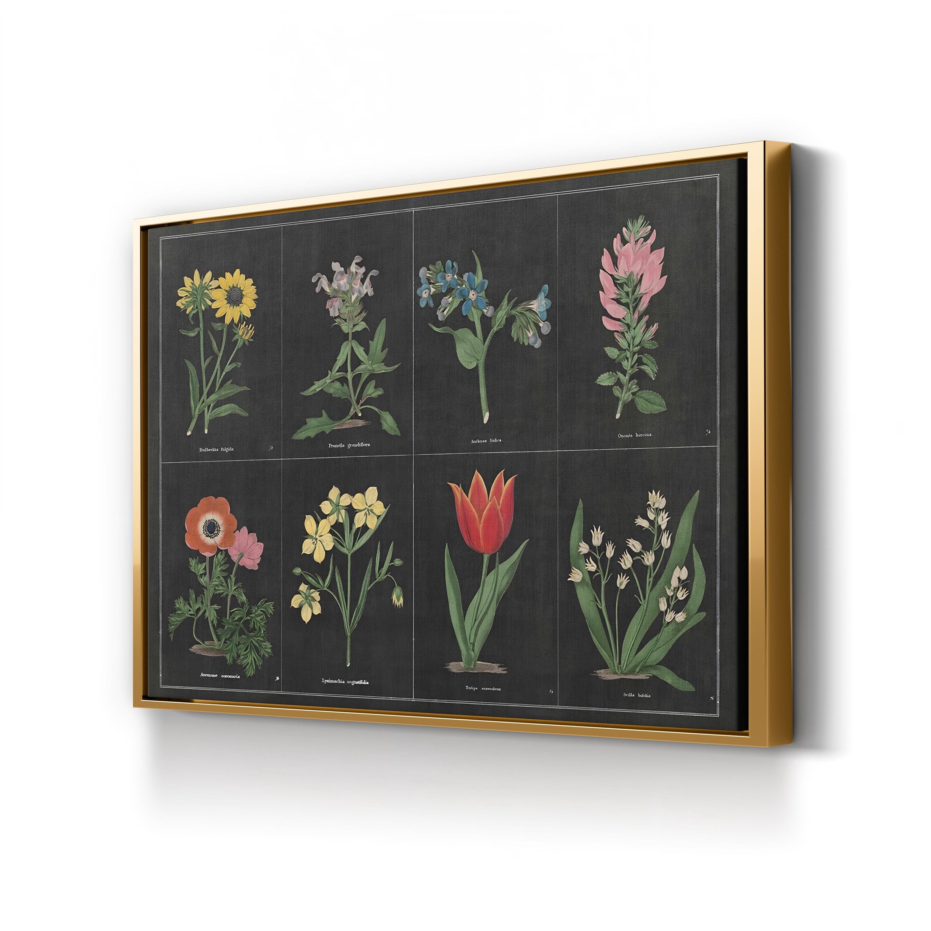 Botanical on Black Chart I by Wild Apple Portfolio