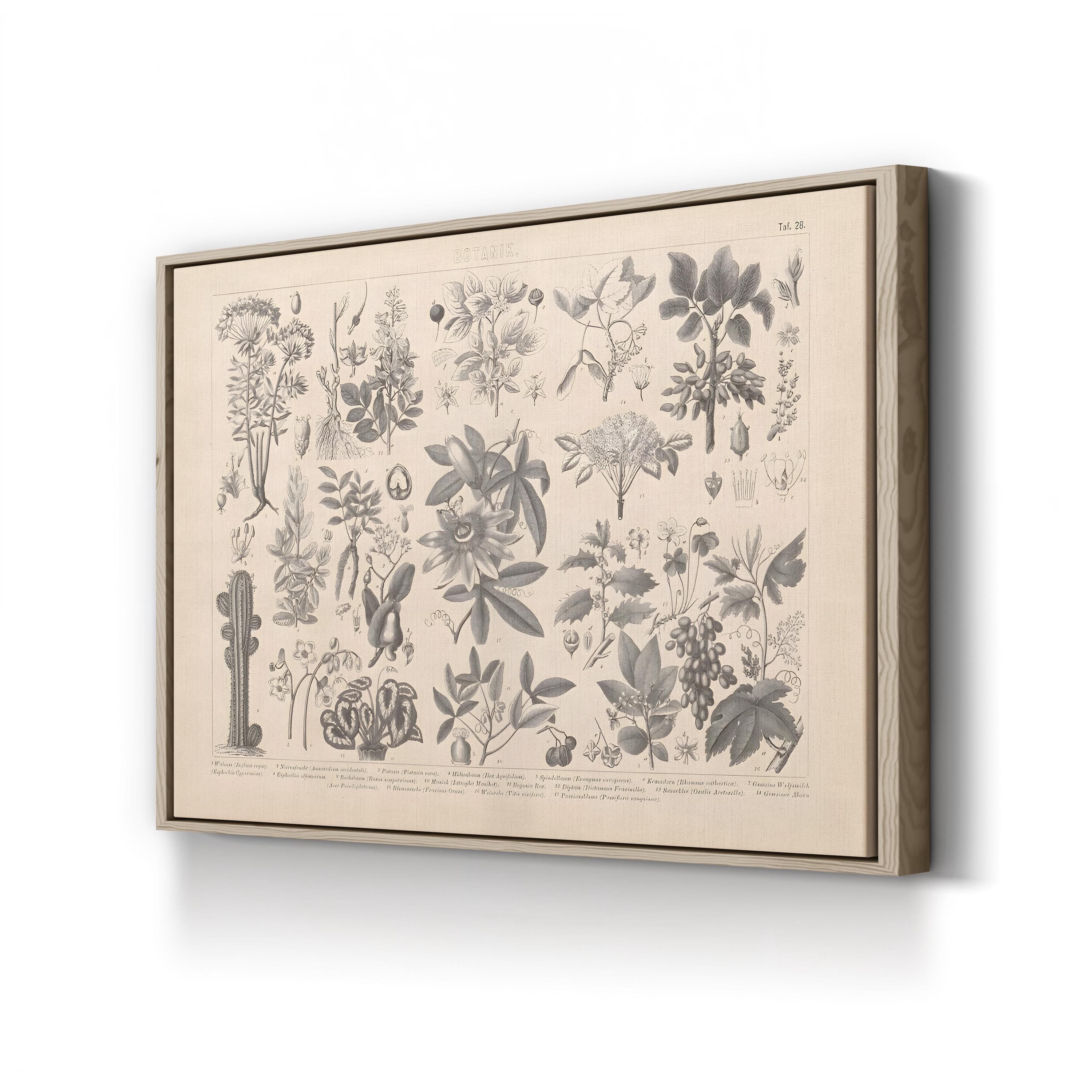 Vintage Botanical Plant Print: Antique Garden Study Canvas