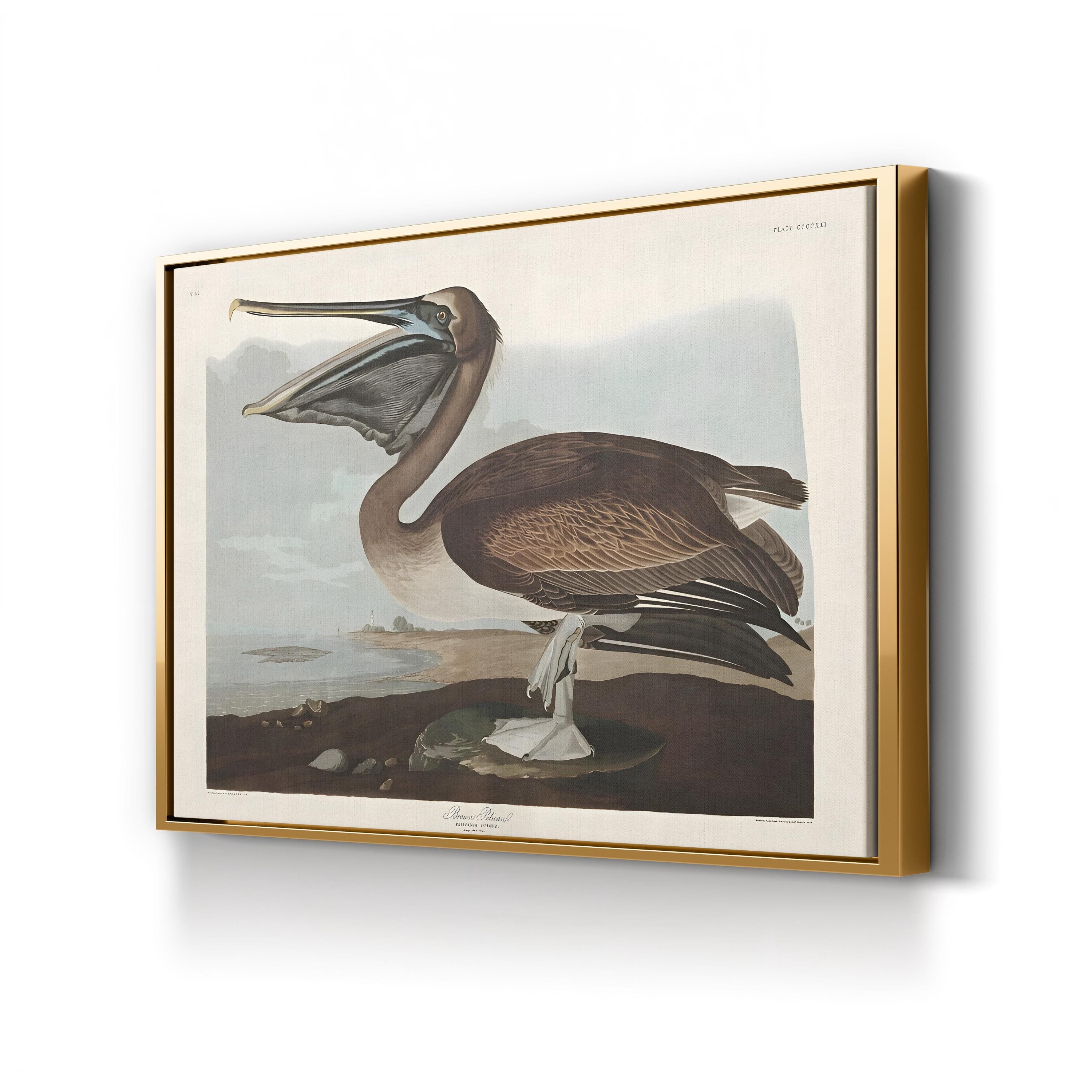 Brown Pelican Wall Art by John James Audubon – Vintage Natural History Bird Illustration Canvas