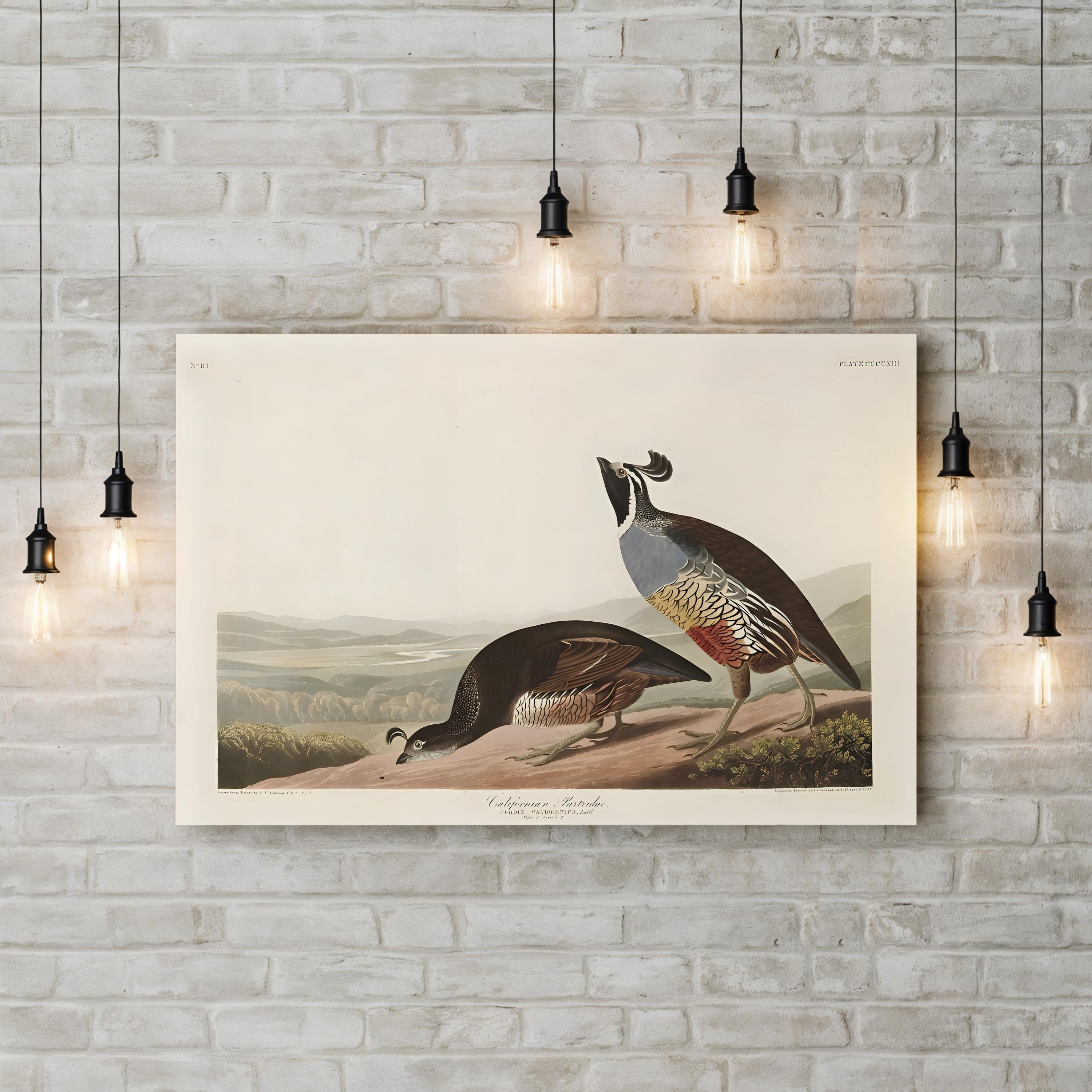 Californian Partridge – Framed Vintage Natural History Canvas Art by John James Audubon