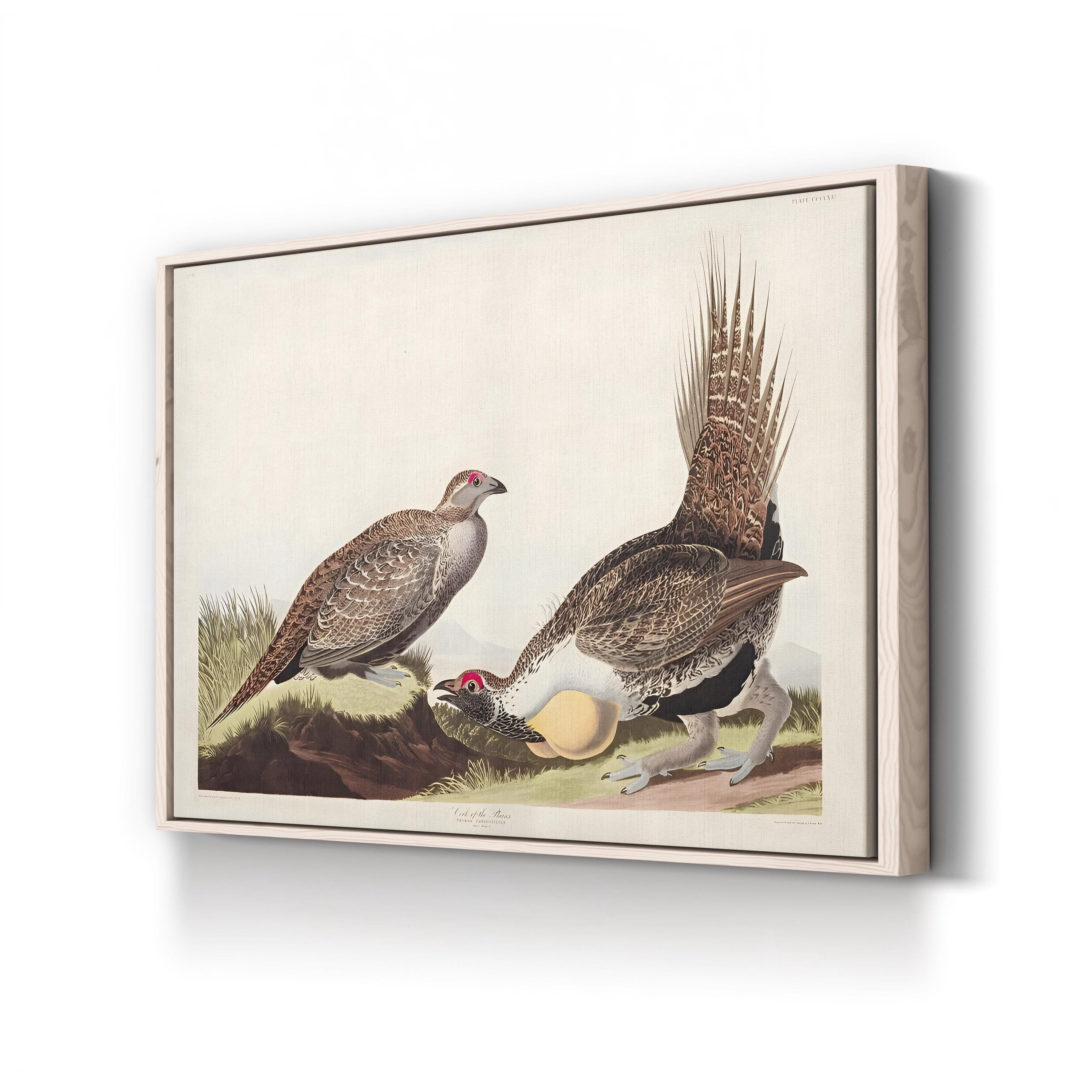 Vintage Plains Bird – Period Illustration Wall Art | 19th-Century Wildlife Canvas Print