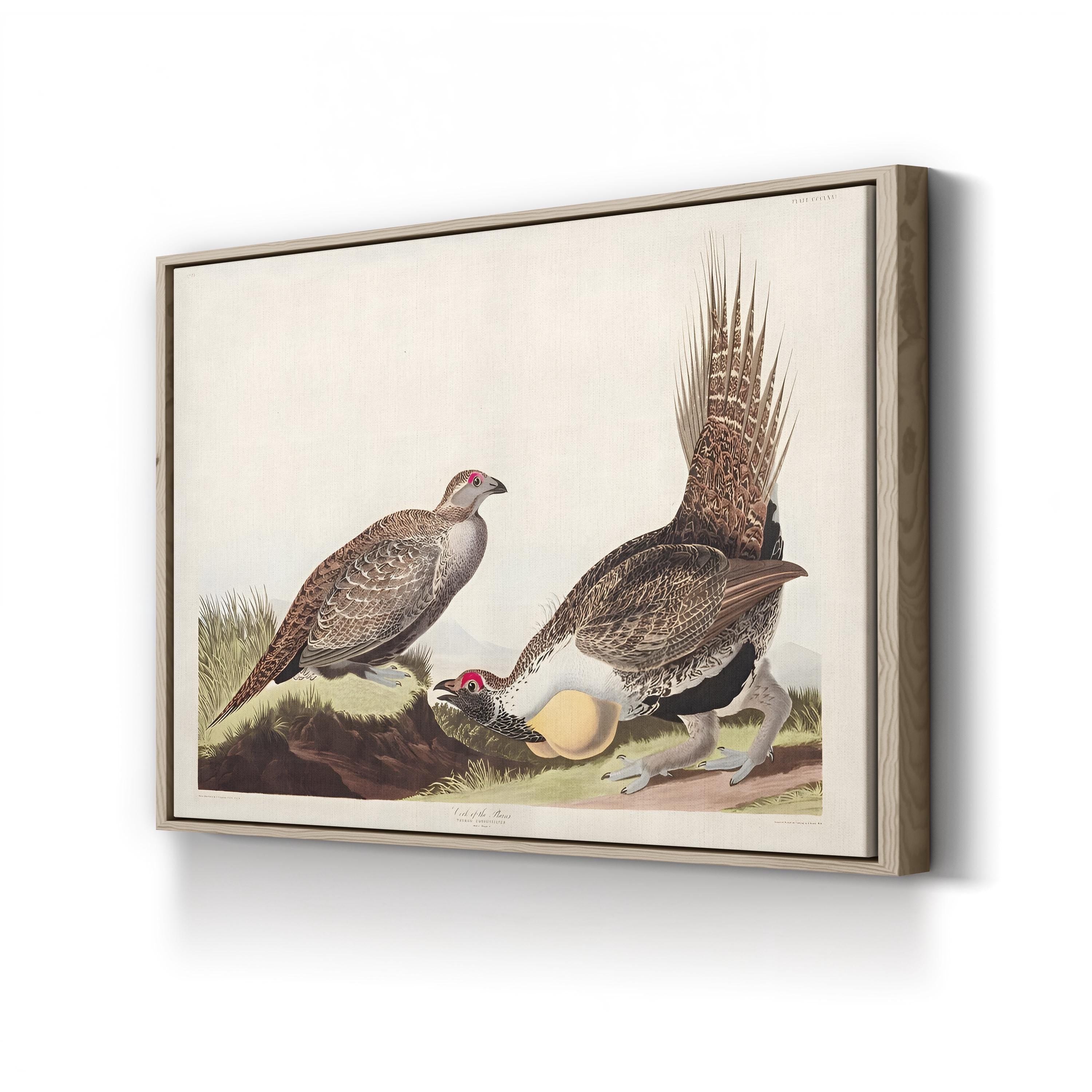 Vintage Plains Bird – Period Illustration Wall Art | 19th-Century Wildlife Canvas Print