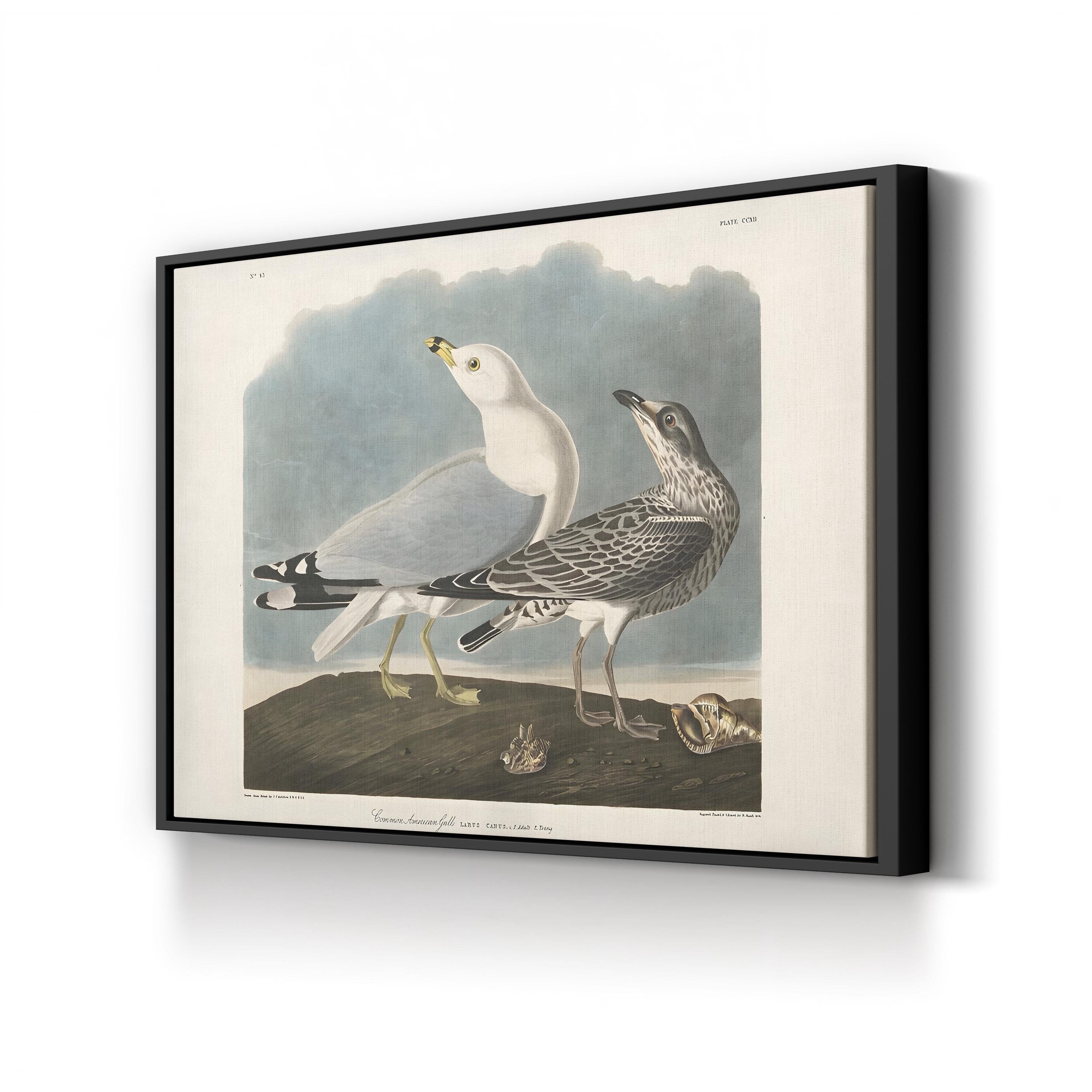 Common American Gull – Period Illustration Wall Art | 19th-Century Bird Canvas Print