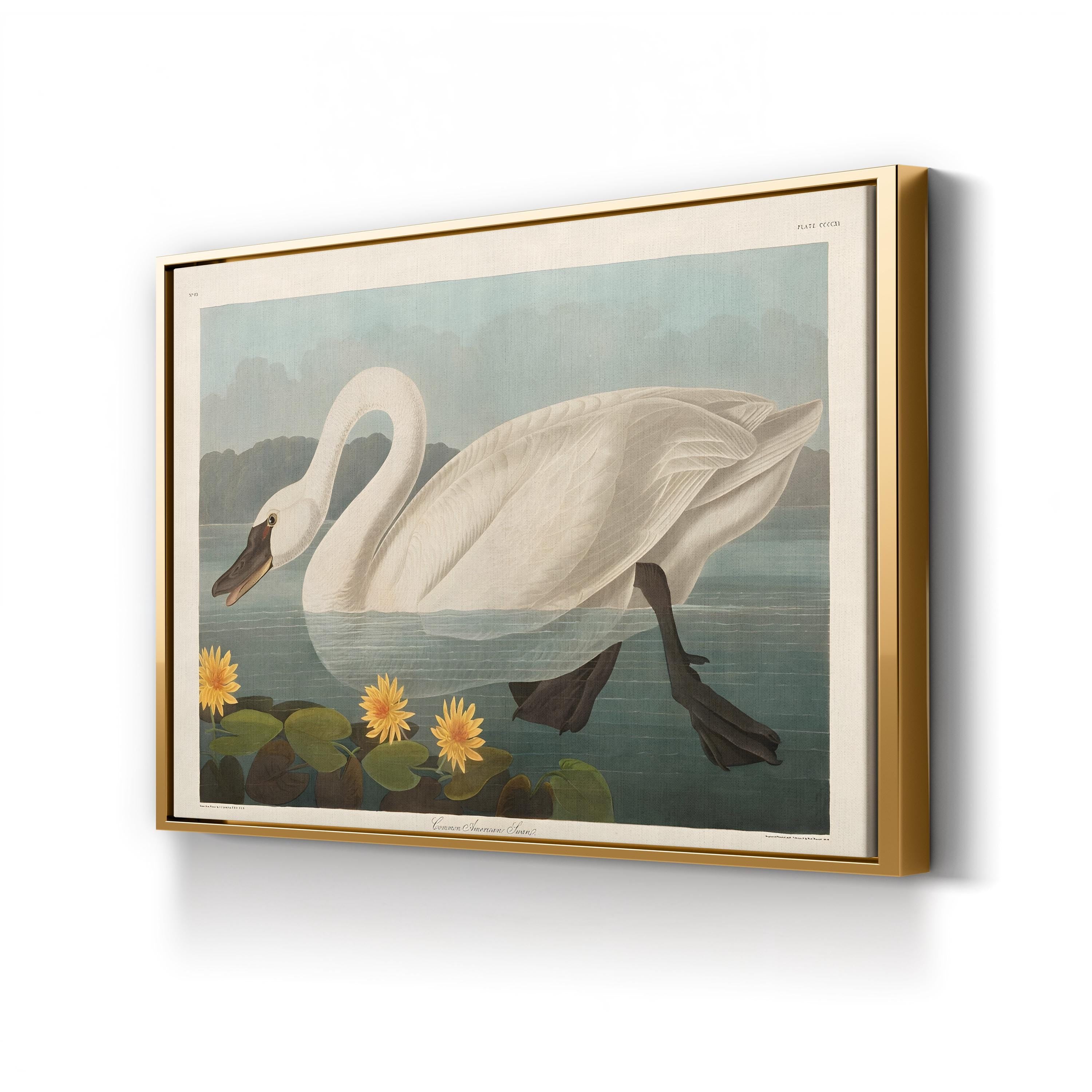 Vintage Swan Elegance – Period Illustration Wall Art | Wildlife Canvas Print