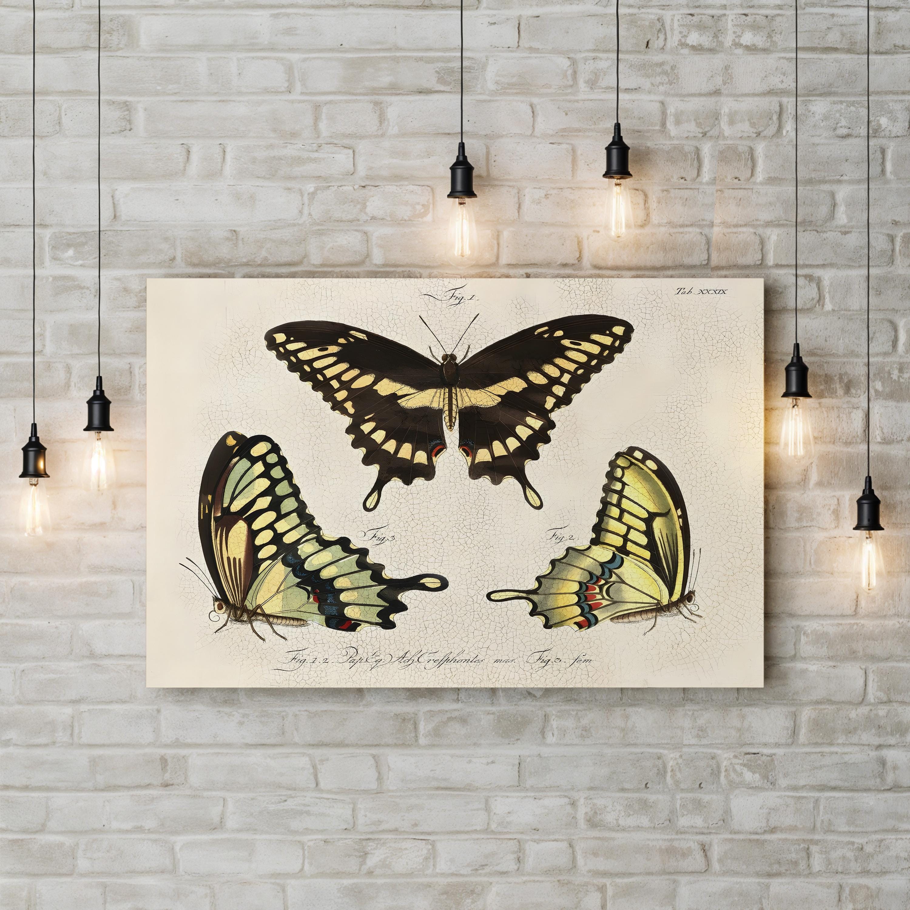 Crackled Butterflies I Wall Art by Vision Studio – Vintage Natural History Butterfly Illustration Canvas