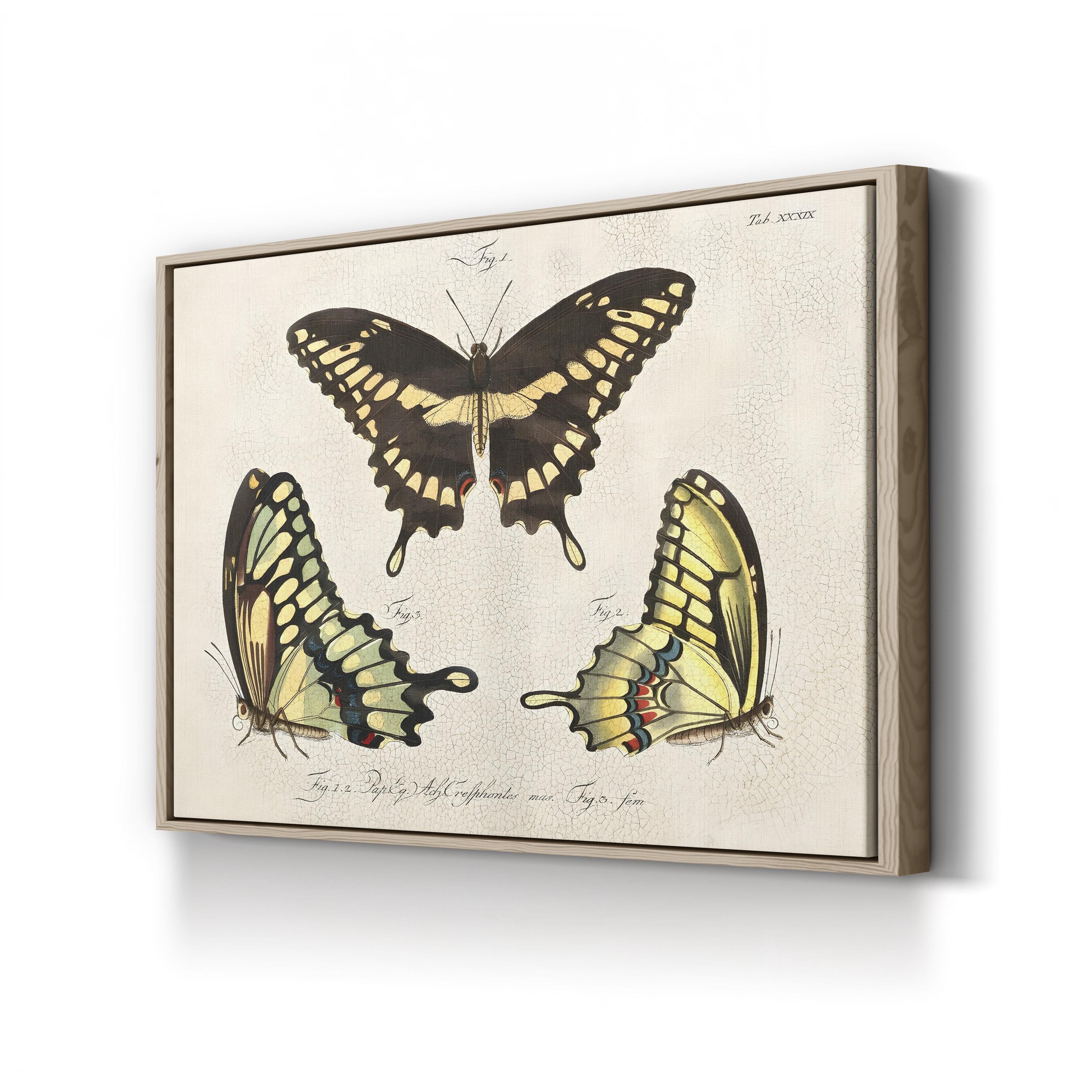 Crackled Butterflies I Wall Art by Vision Studio – Vintage Natural History Butterfly Illustration Canvas