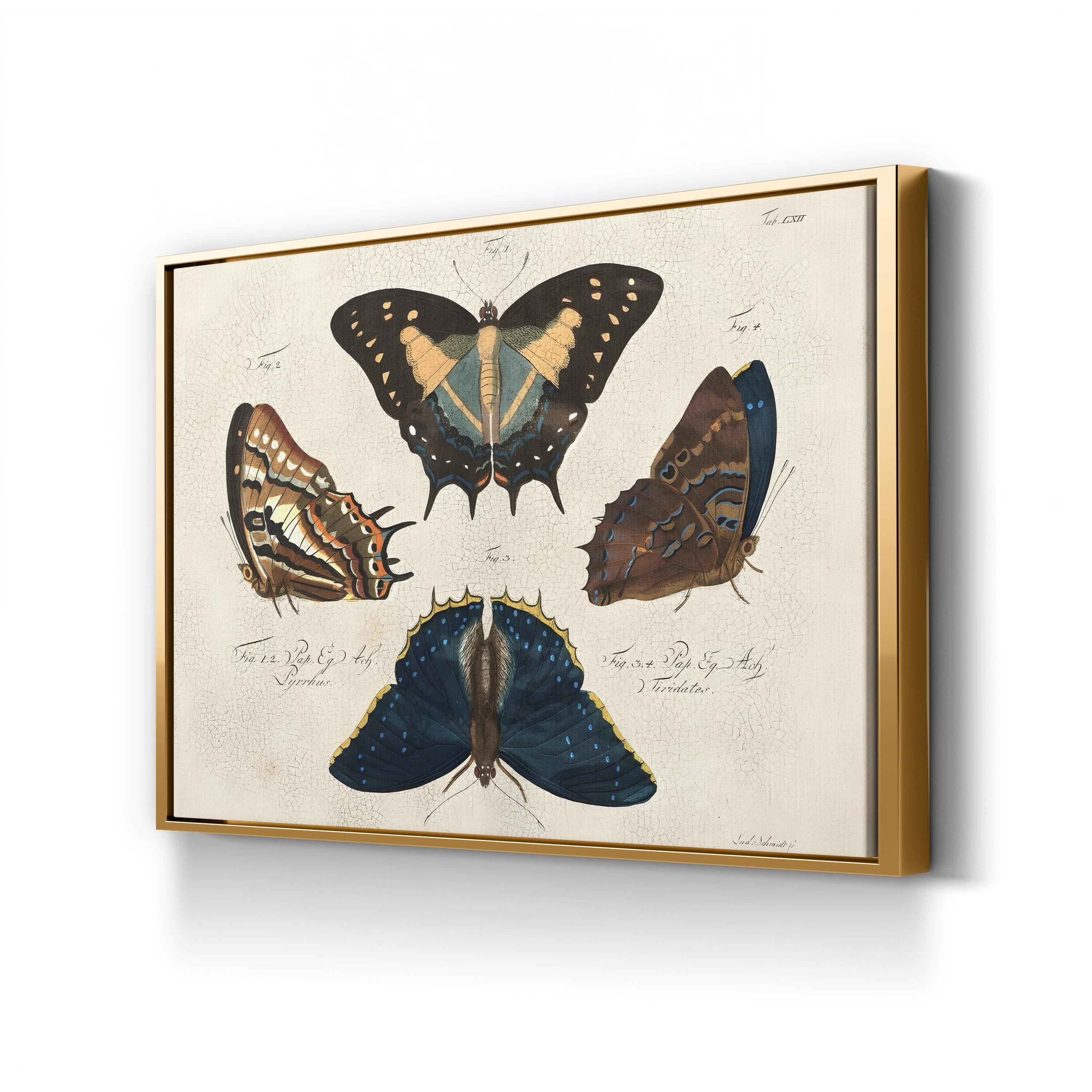 Crackled Composition of Butterflies in Natural History illustration