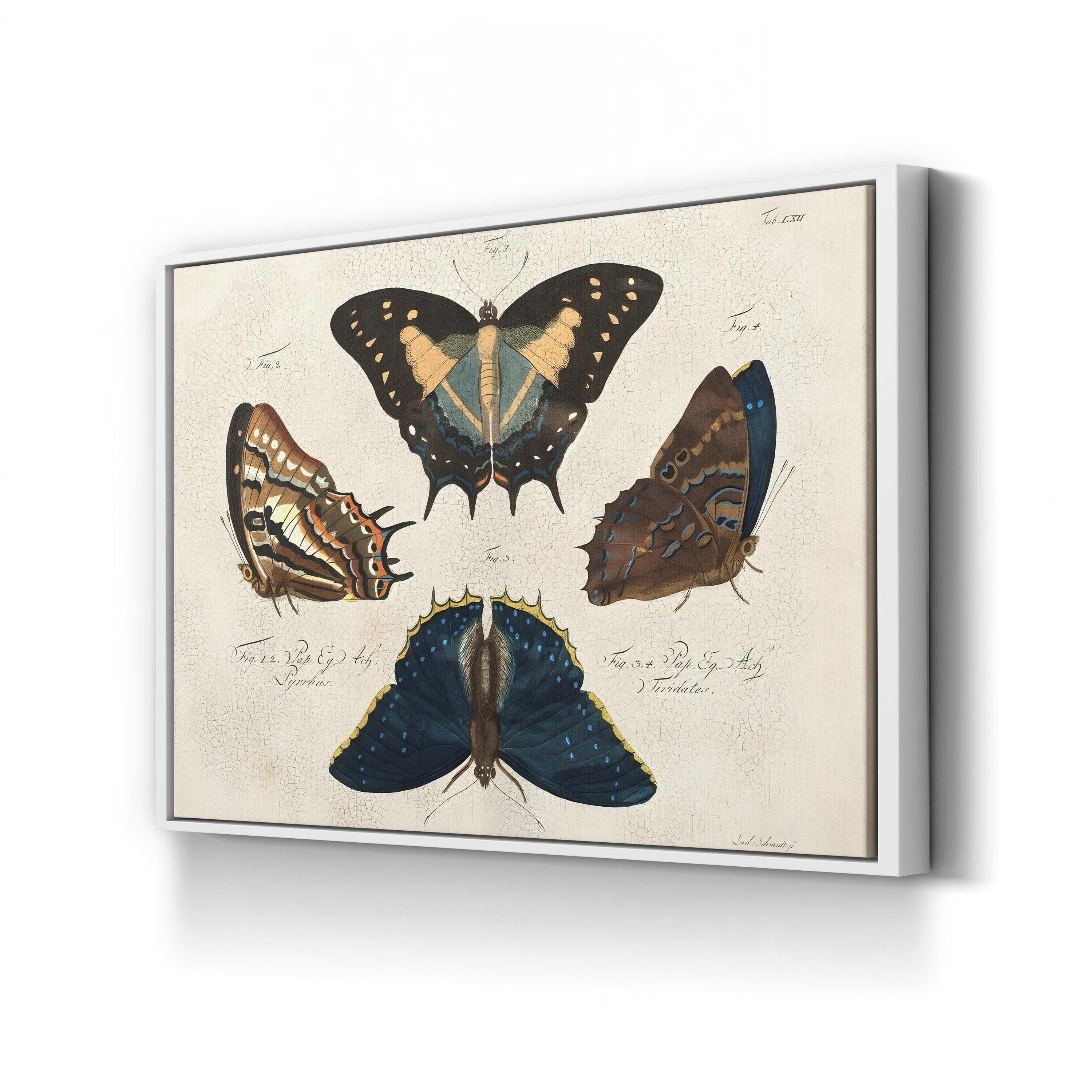 Crackled Composition of Butterflies in Natural History illustration