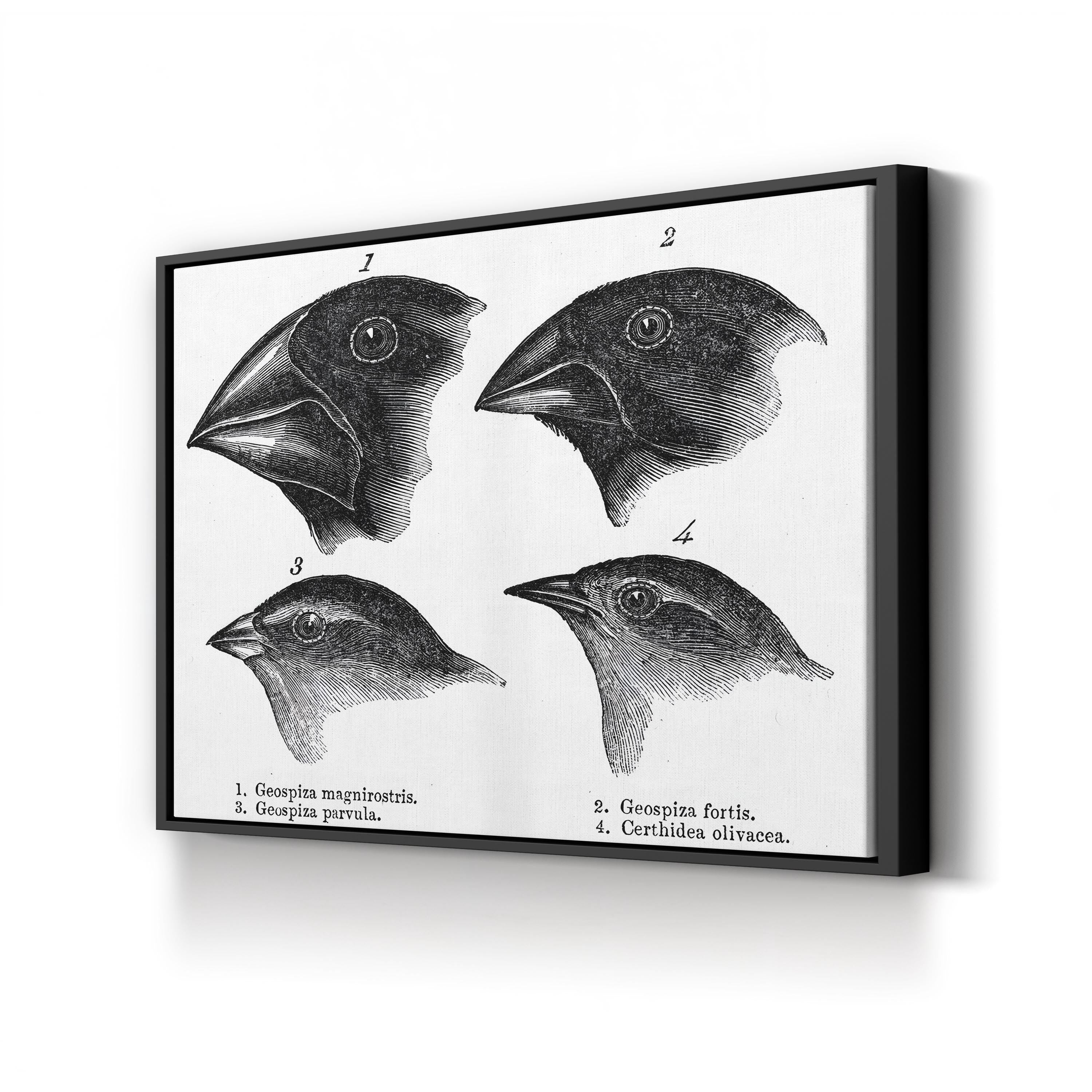 Darwin, Galapagos Finches Wall Art – Vintage Scientific Wildlife Illustration