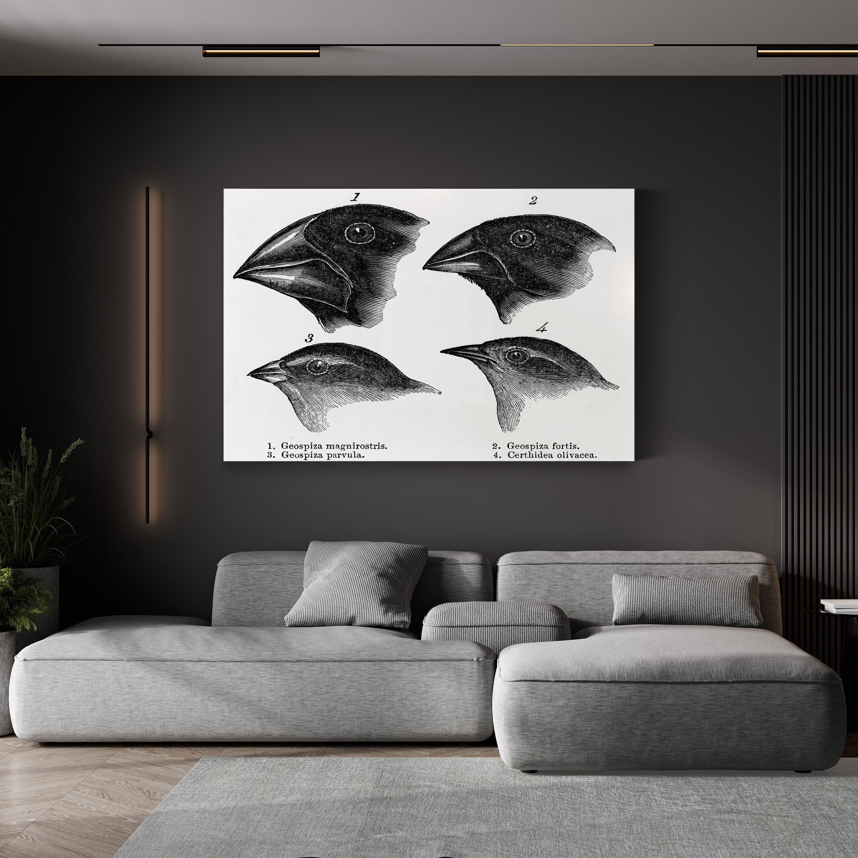 Darwin, Galapagos Finches Wall Art – Vintage Scientific Wildlife Illustration