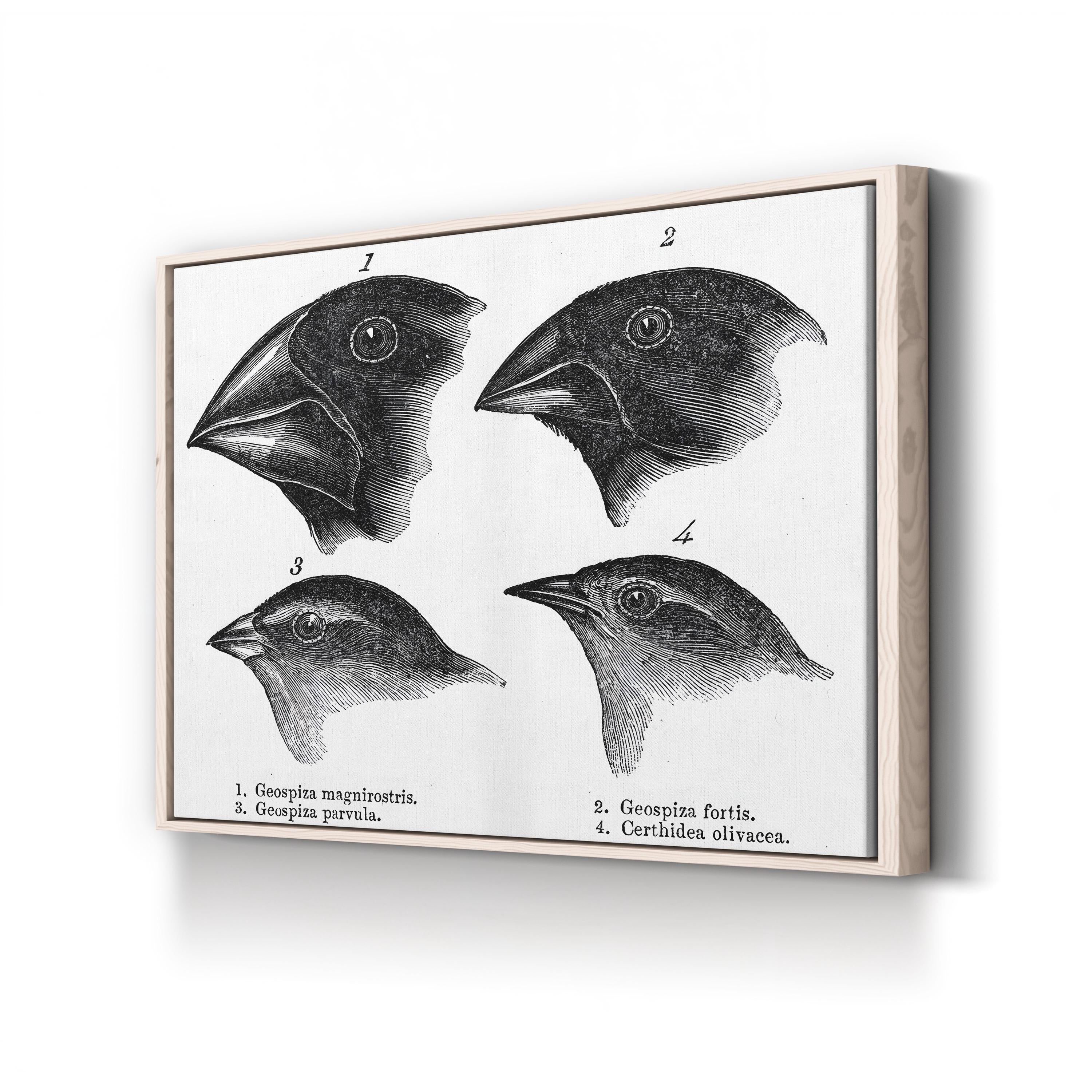 Darwin, Galapagos Finches Wall Art – Vintage Scientific Wildlife Illustration