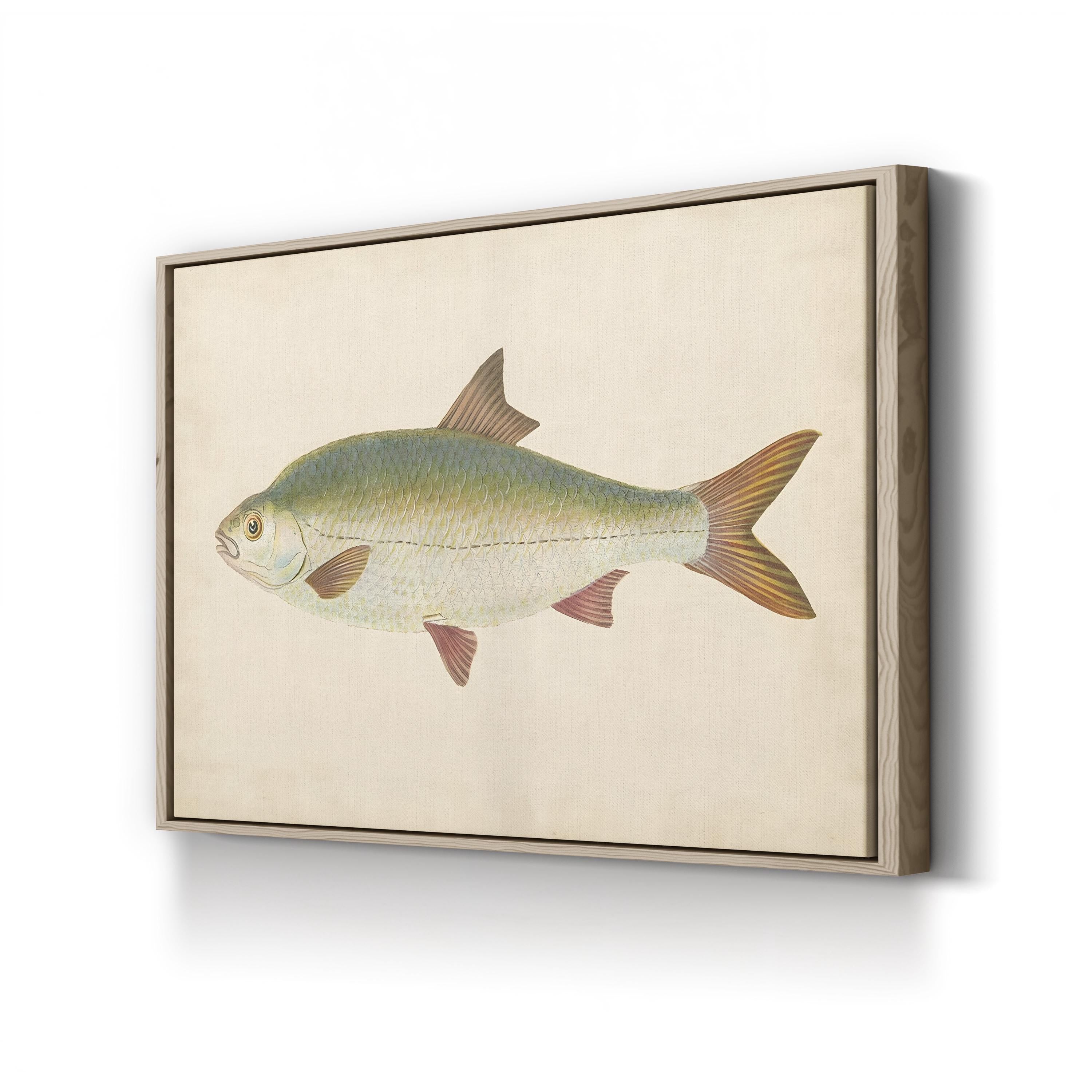 Antique Freshwater Fish Study – Donovan Wall Art | Scientific Illustration Canvas Print