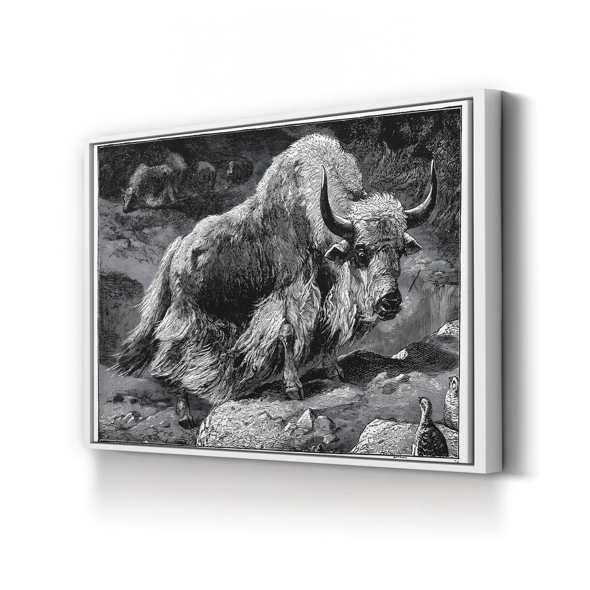 Yak Naturalist Study in Black and White canvas print in White Framed Canvas