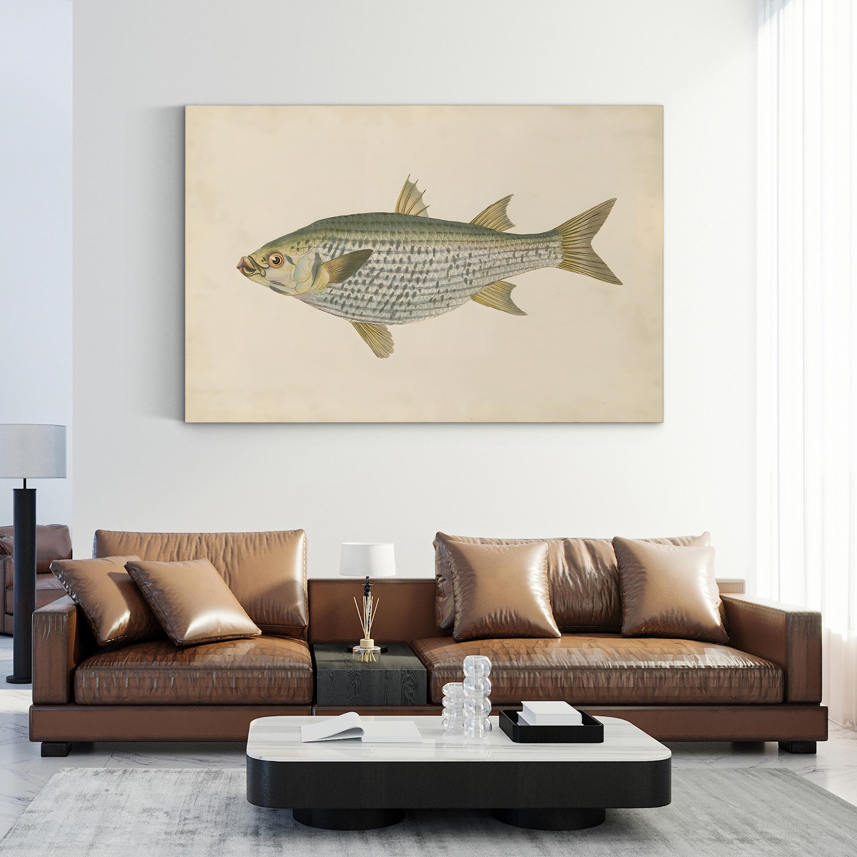 Donovan Antique Fish IV – Period Illustration Wall Art | Coastal Marine Canvas Print