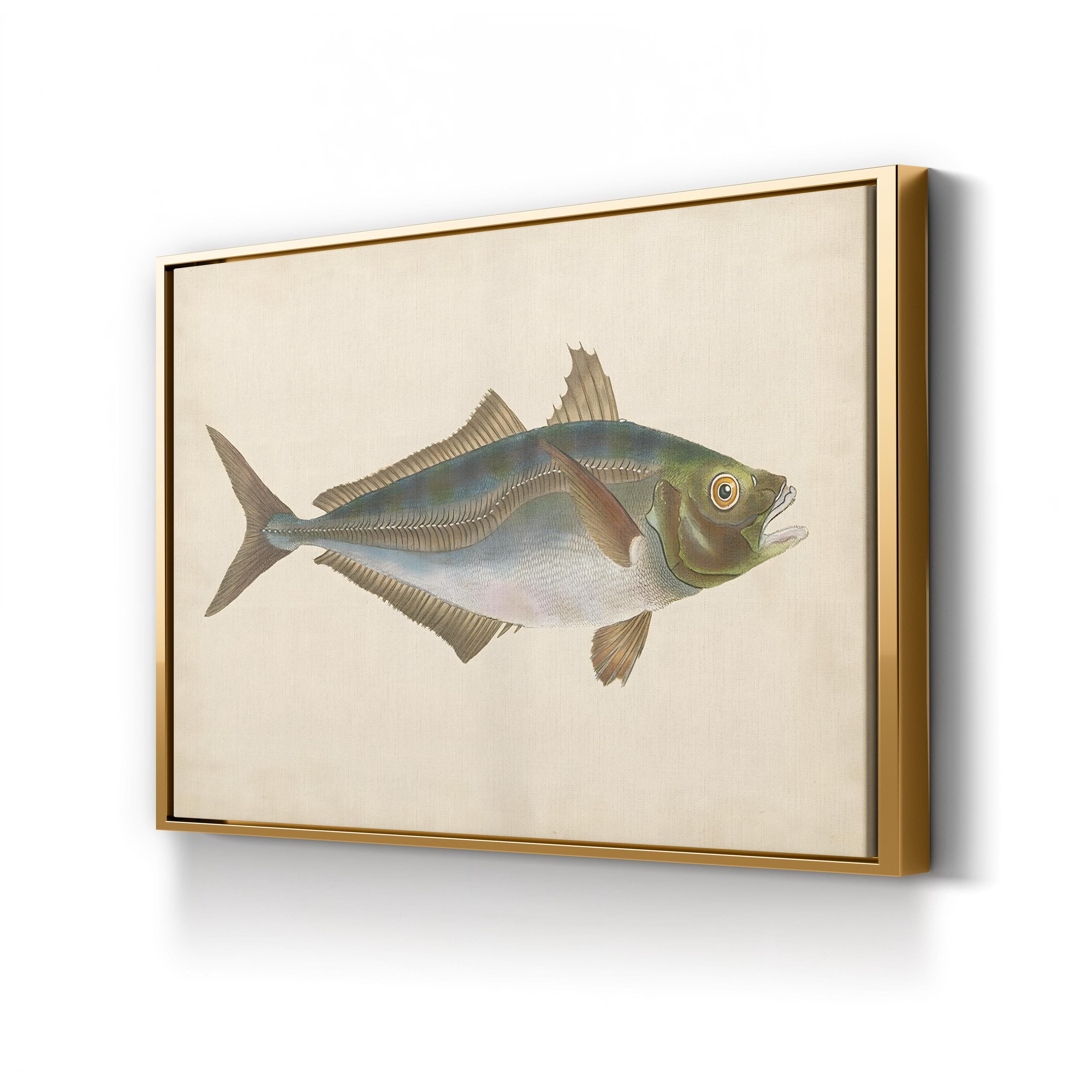 19th-Century Marine Fish Study – Donovan Wall Art | Naturalist Illustration Canvas Print