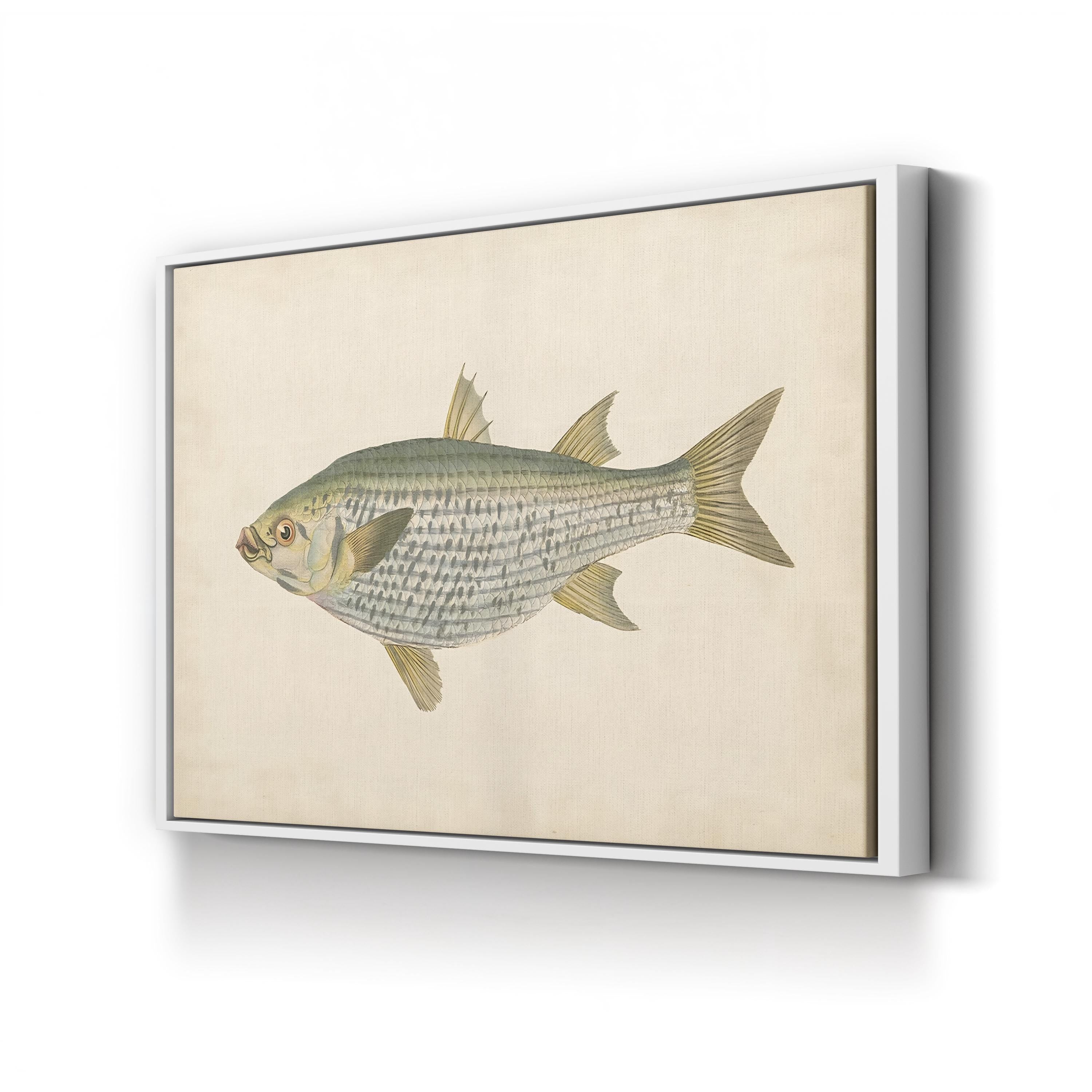 Donovan Antique Fish IV – Period Illustration Wall Art | Coastal Marine Canvas Print
