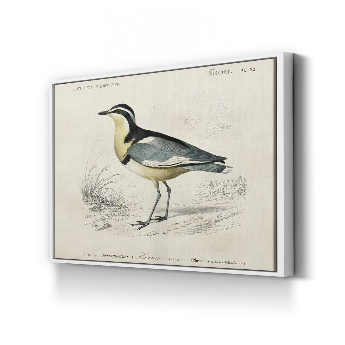 Egyptian Plover, by M. Charles d’Orbigny canvas print in white frame
