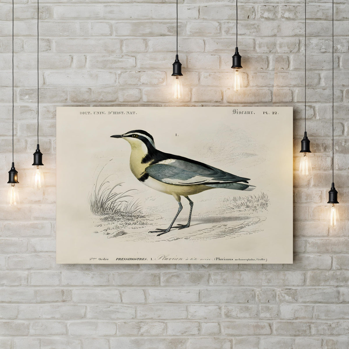 Egyptian Plover, by M. Charles d’Orbigny canvas print displayed on a brick wall