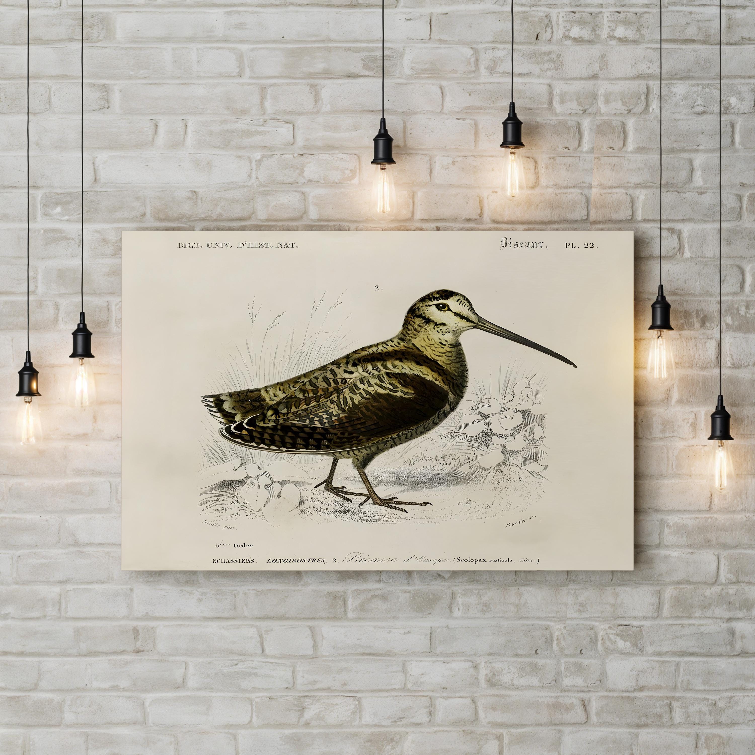 D’Orbigny Seabird Study – Period Illustration Wall Art | Coastal Natural History Canvas Print