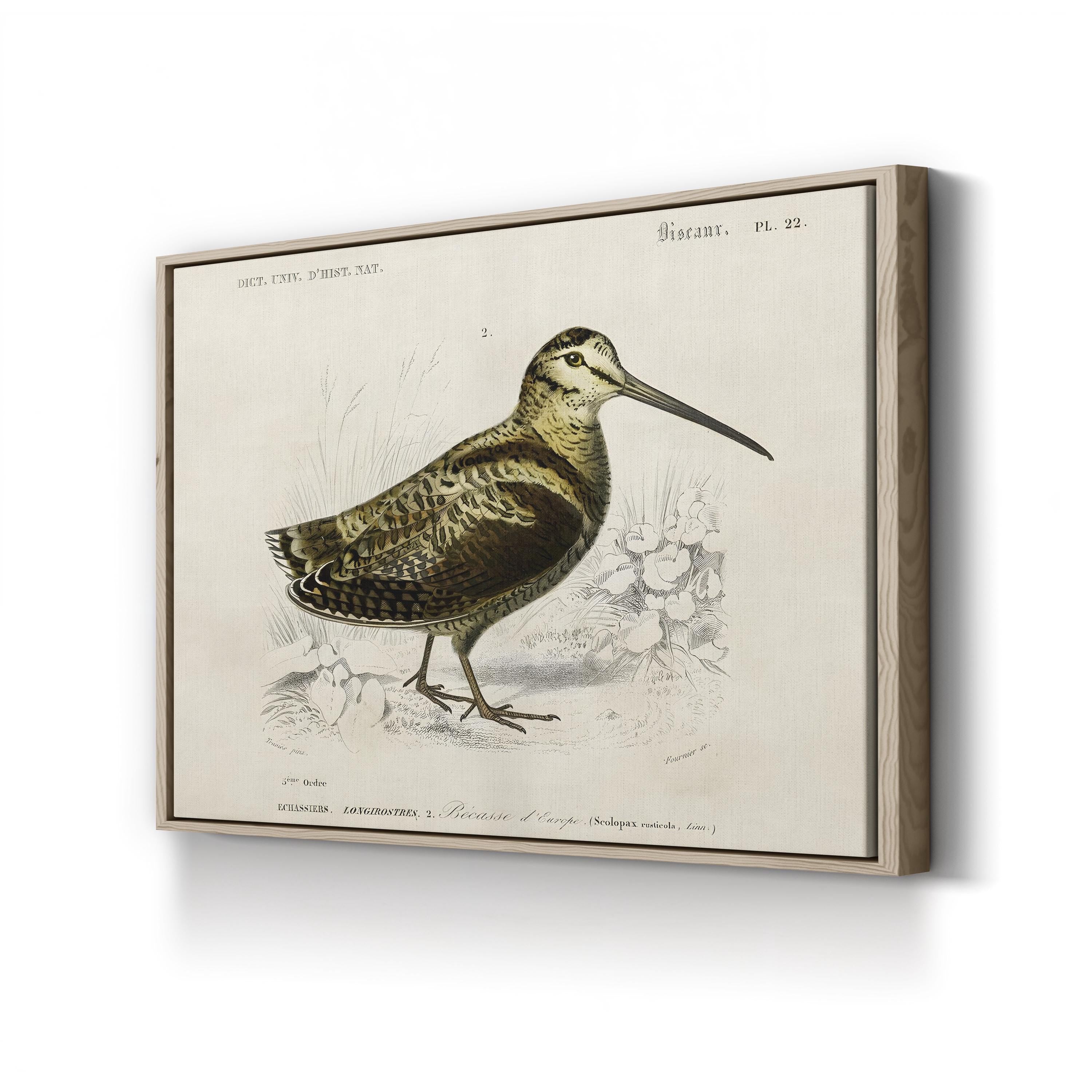 D’Orbigny Seabird Study – Period Illustration Wall Art | Coastal Natural History Canvas Print