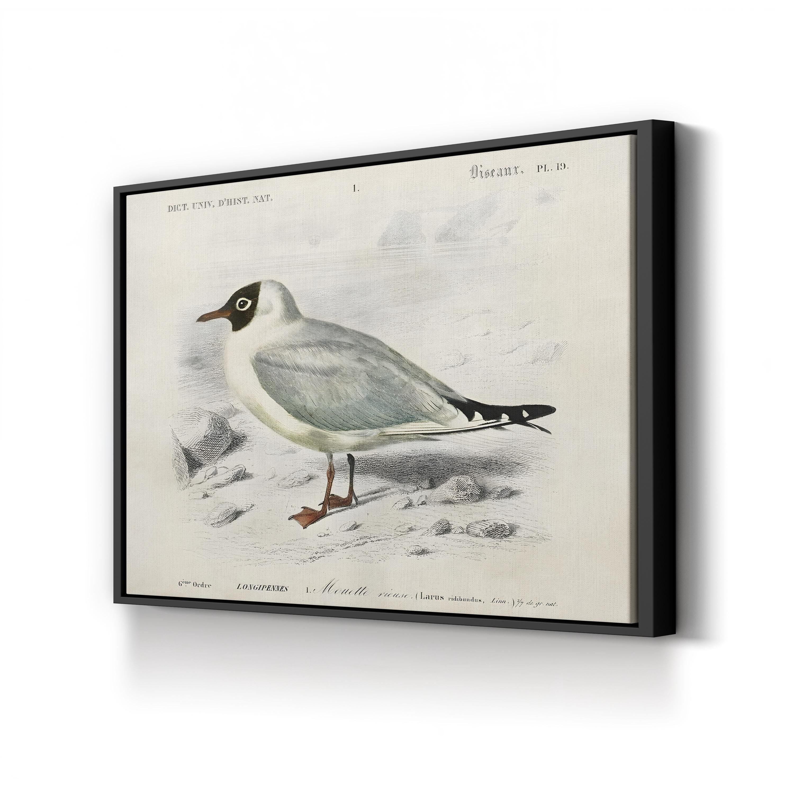 d’Orbigny Seabird III Wall Art – 19th Century Coastal Bird Illustration by M. Charles d’Orbigny