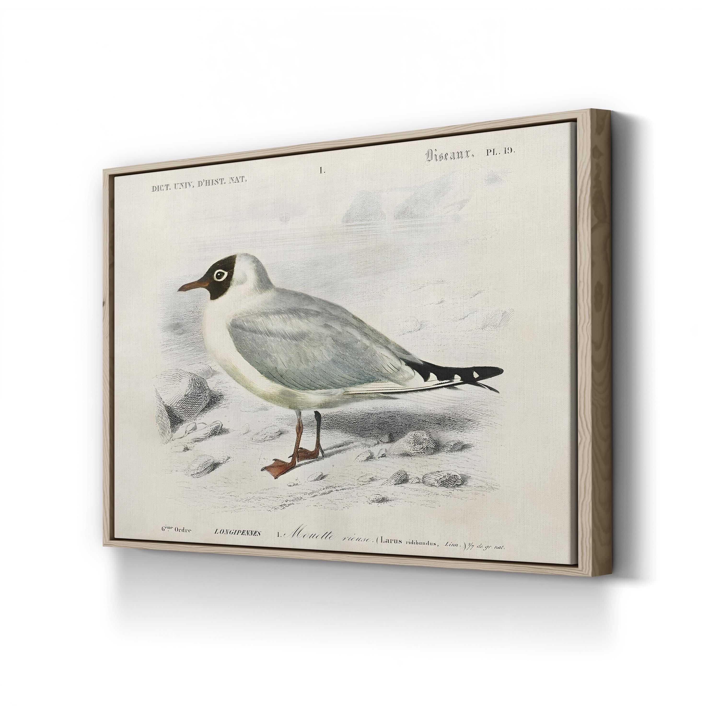 d’Orbigny Seabird III Wall Art – 19th Century Coastal Bird Illustration by M. Charles d’Orbigny