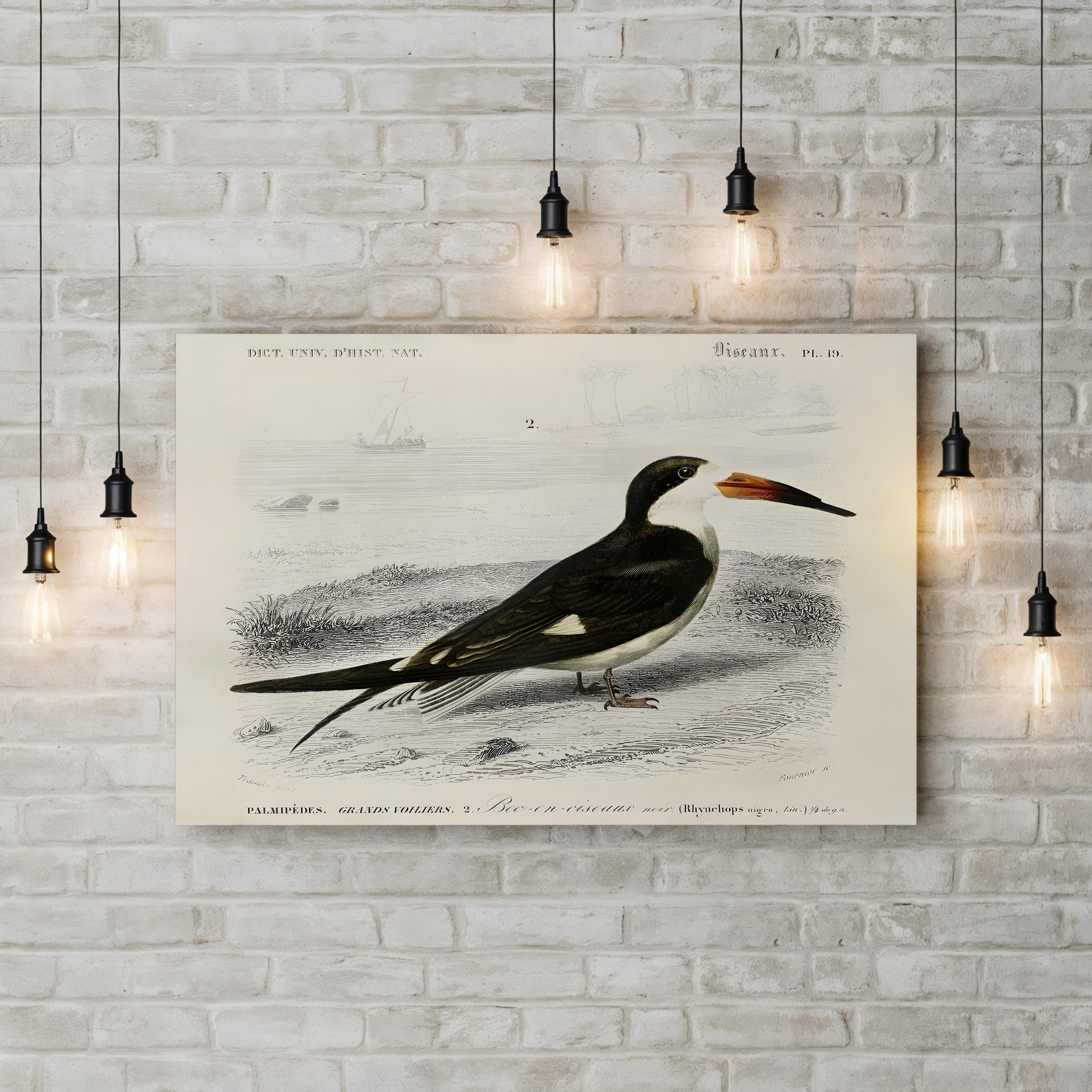 D’Orbigny Seabird, 19th Century – Period Illustration Wall Art | Coastal Bird Canvas Print