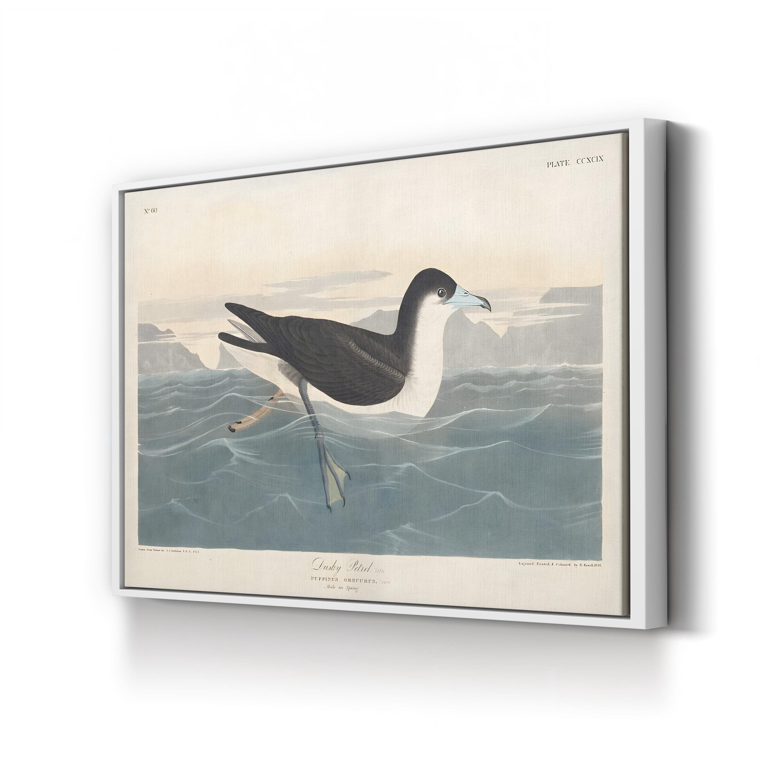 Dusky Petrel Wall Art – John James Audubon | 19th-Century Seabird Illustration Canvas Print