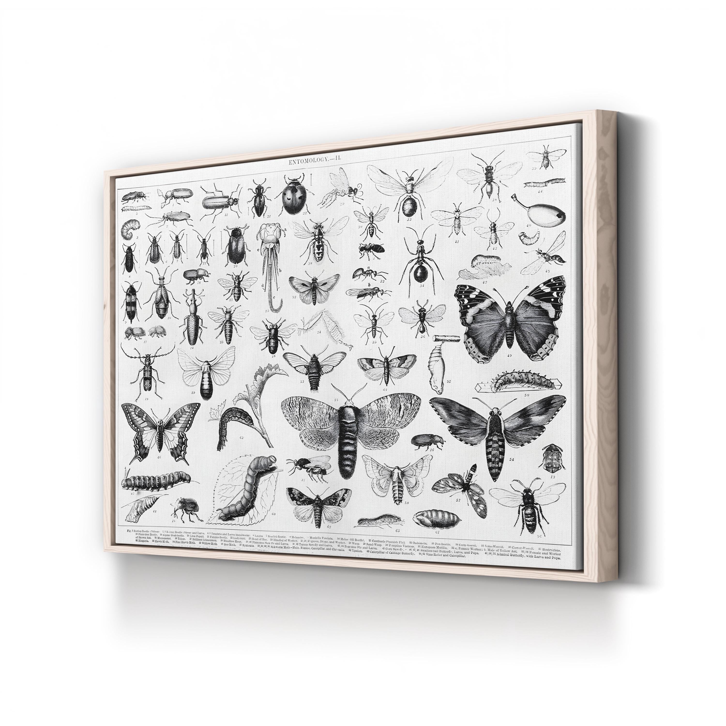 Myriapoda & Arachnida Plate II, 19th Century – Period Illustration Wall Art | Vintage Entomology Canvas Print