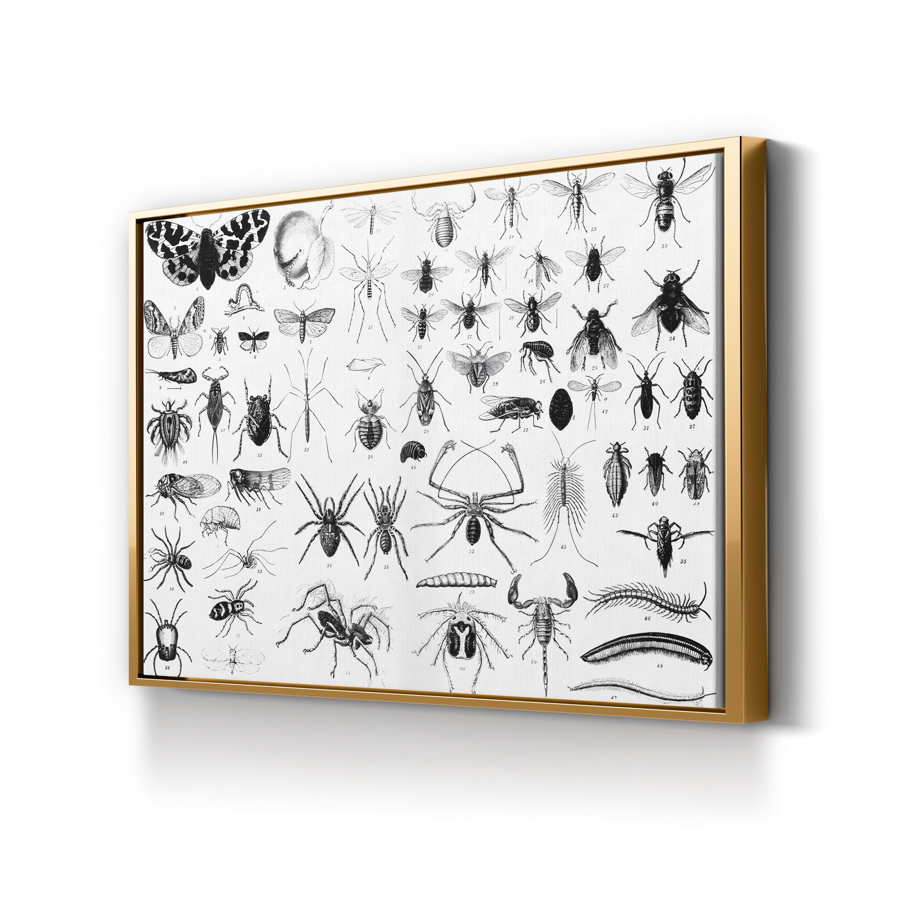 Myriapoda & Arachnida Plate, 19th Century – Period Illustration Wall Art | Vintage Entomology Canvas Print