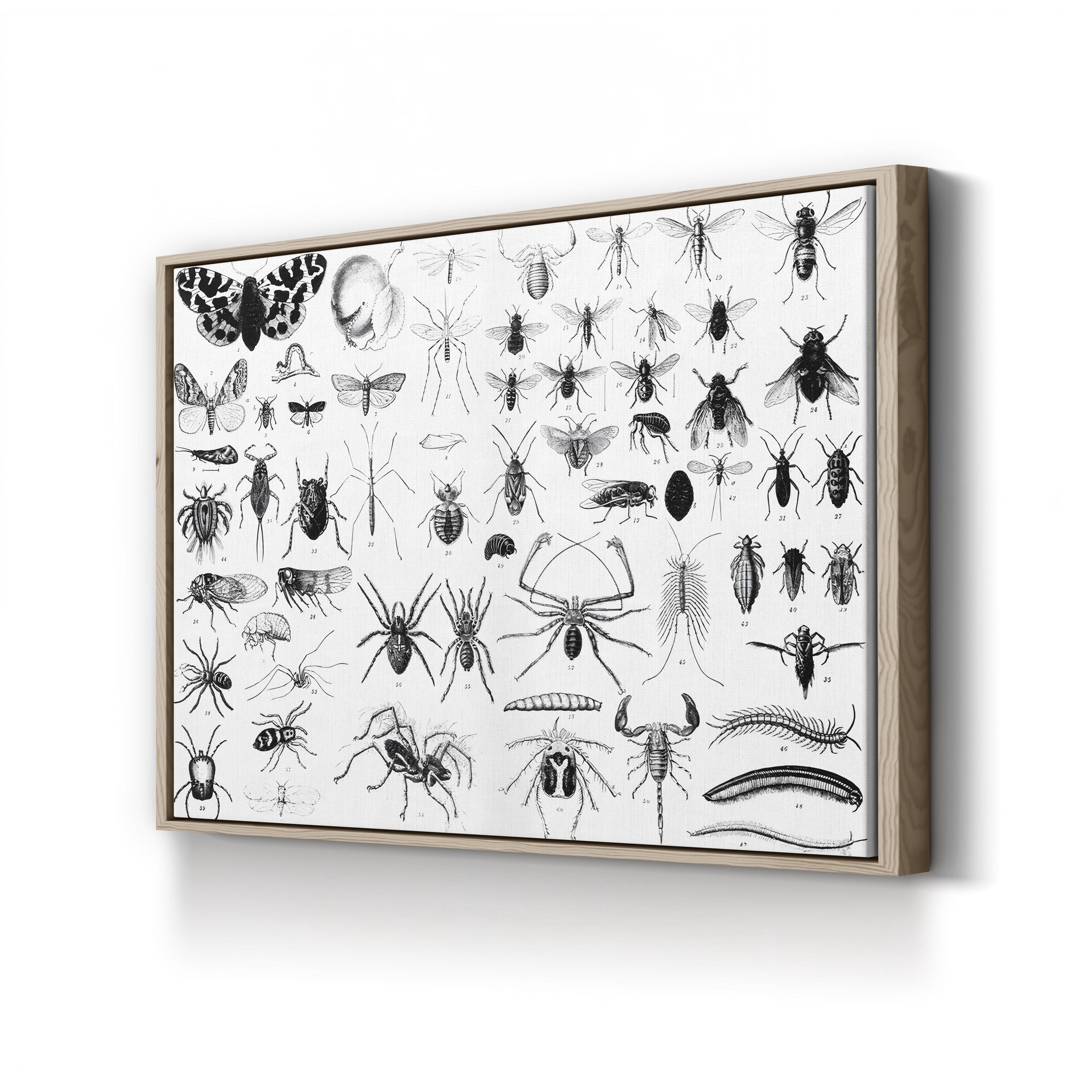 Myriapoda & Arachnida Plate, 19th Century – Period Illustration Wall Art | Vintage Entomology Canvas Print